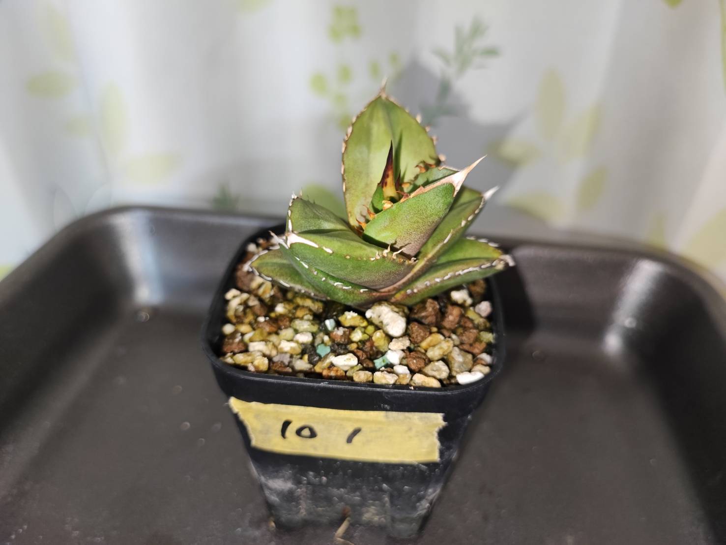 【 101 】oteroi seedling ②