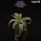 【送料無料】streptophylla M〔エアプランツ〕現品発送T3753