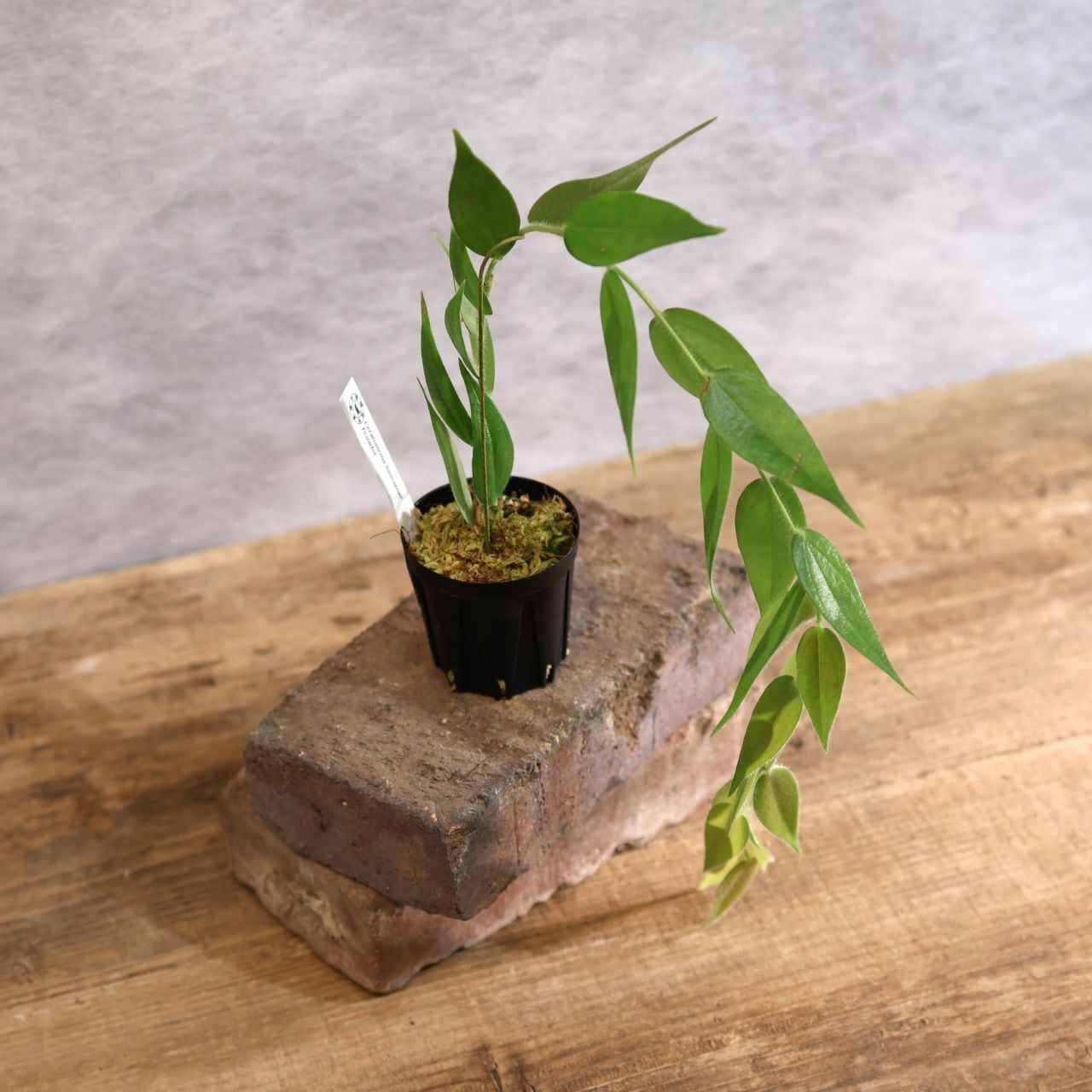 450077f49bffa11078b91a4b85438a