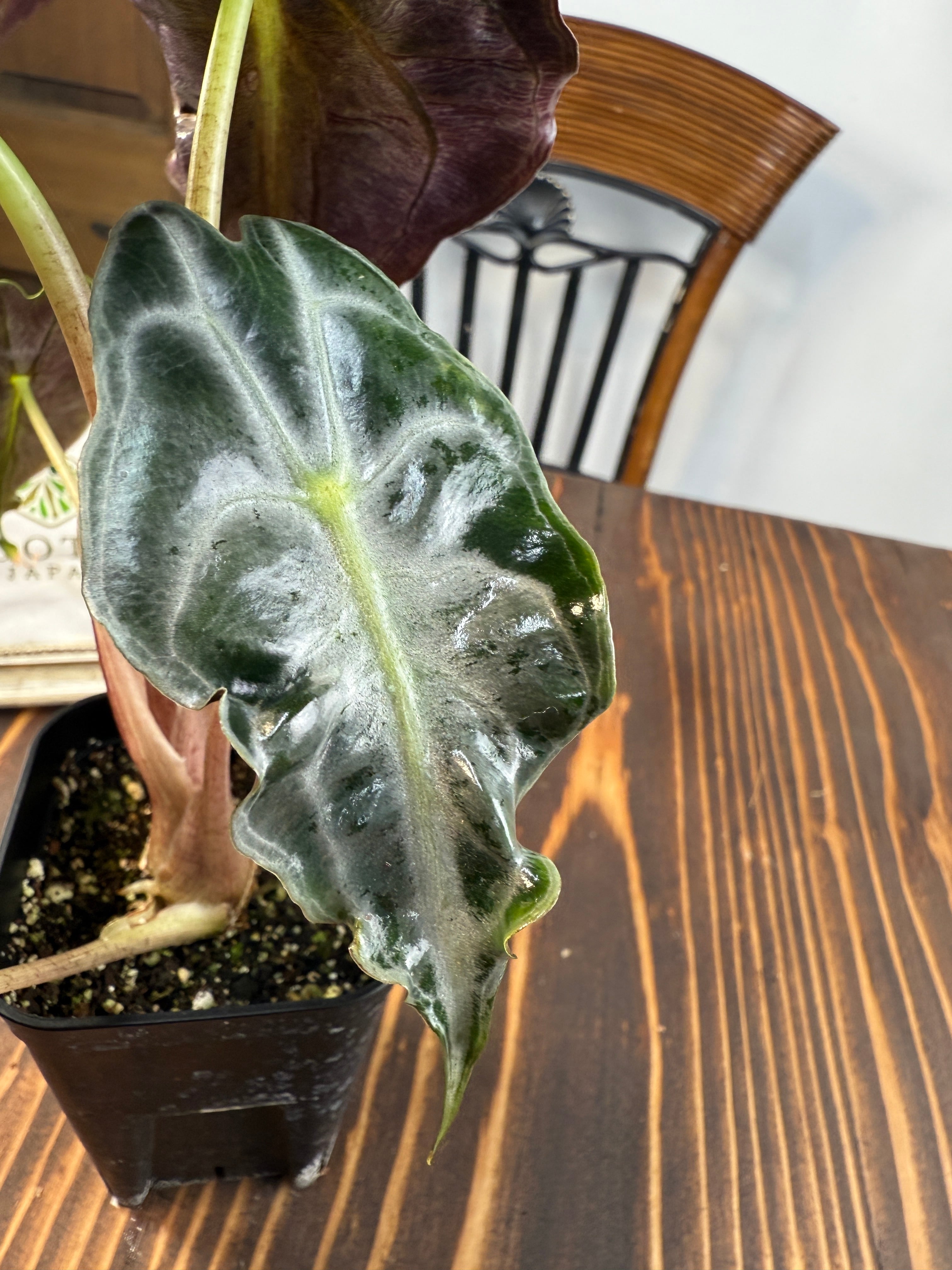 ☆1931【希少種】アロカシア ヴェノム(2.5号ロング硬質ポット)※送料 ☆1931【希少種】アロカシア ヴェノム(2.5号ロング硬質ポット)※送料