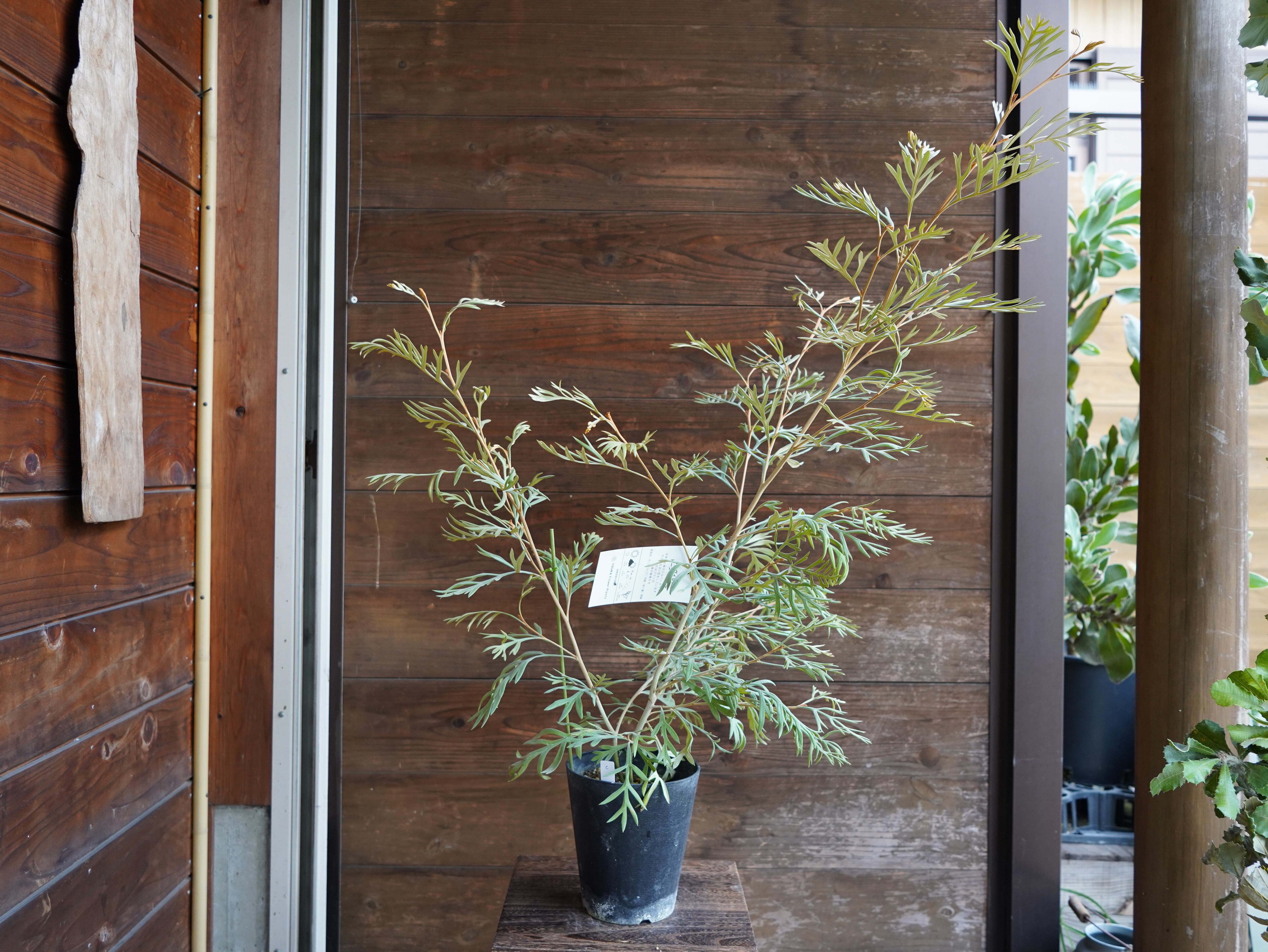 【現物】グレビレア　”ドーンパープル”　C