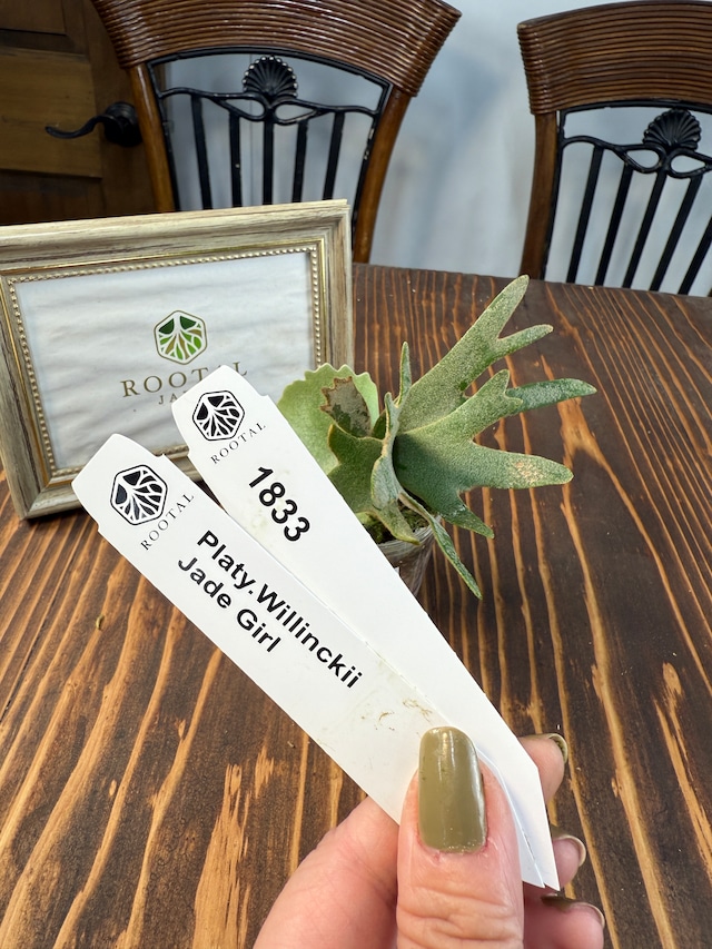 ★1833【未来は緑のプリンセス】 ビカクシダ　ジェイドガール　(5cm口径ポット)