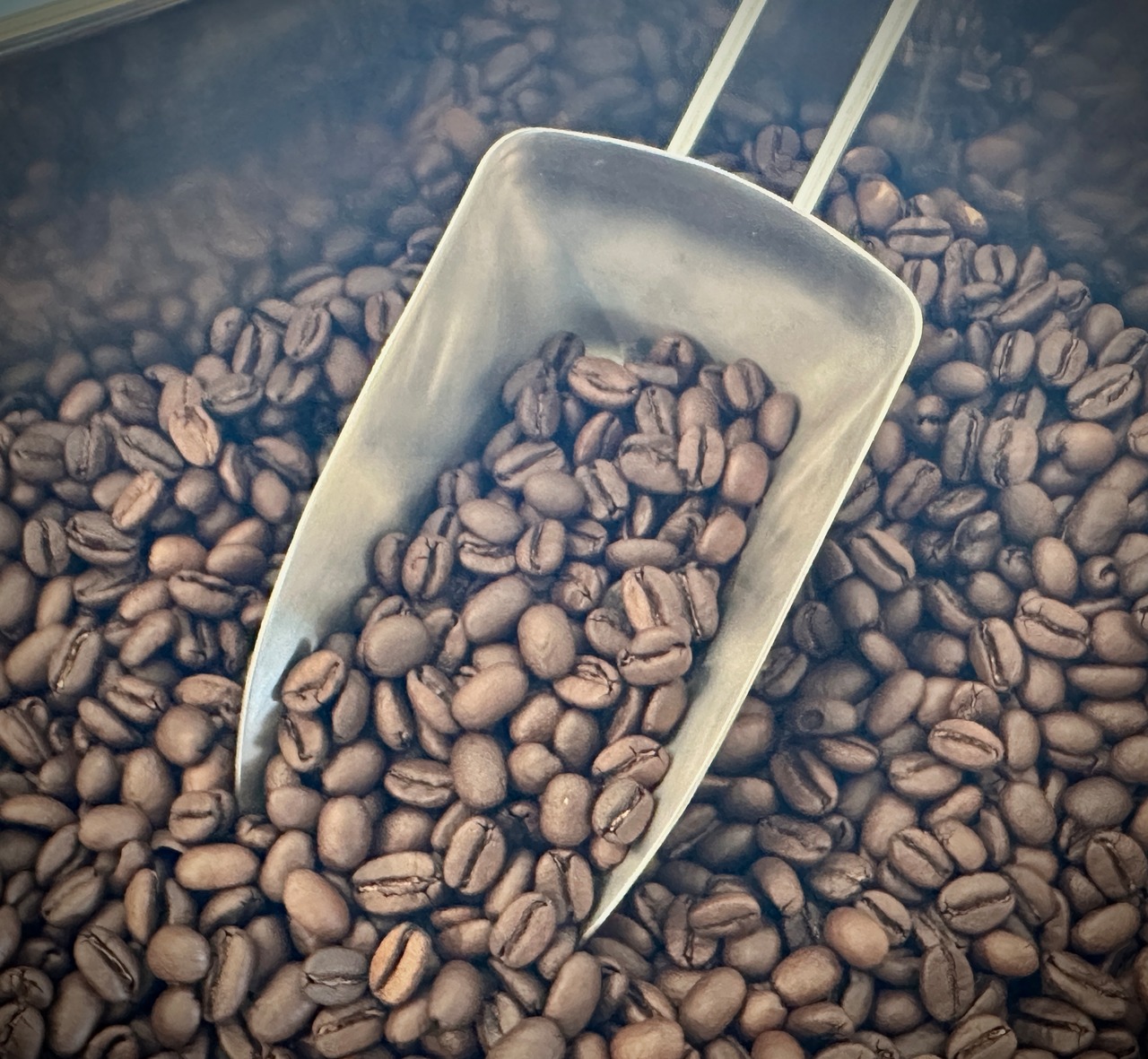 【ブラジル】カショエイラ農園 ブルボン(100g)