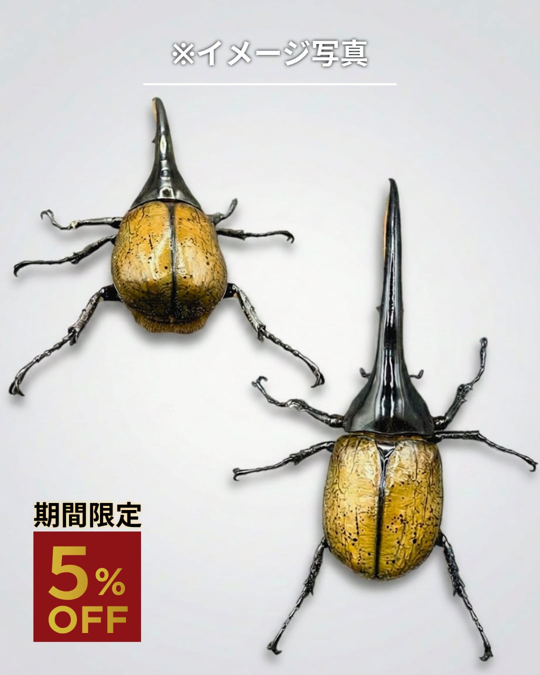 ヘラクレスオオカブト　♂成虫140㎜ 死着保証◯】140mm~145mm ヘラクレスオオカブト 成虫 オス