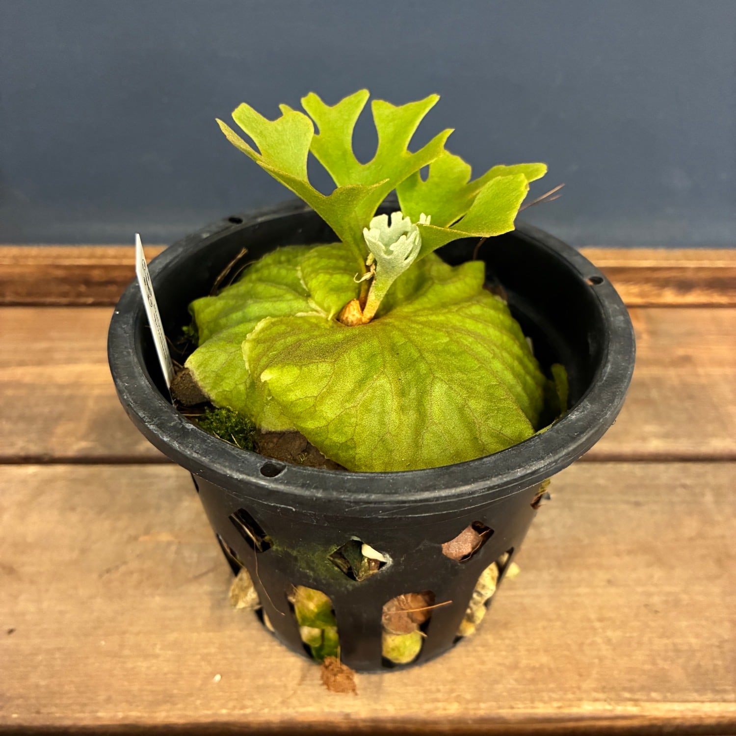 新着3日限定10%OFF】【伊藤蟻】ビカクシダ リドレイ優良実生 P.ridleyi