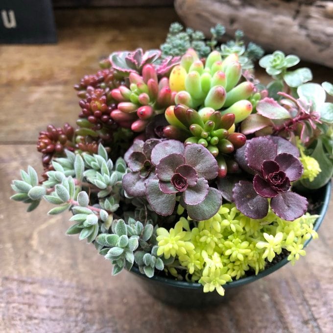 アボガドの木　黄金花月　金のなる木　多肉植物　観葉植物　鉢付き　☆早い者勝ち☆ 金のなる木 5号 花月 多肉植物 観葉植物 成金草 金運アップ 一攫千金