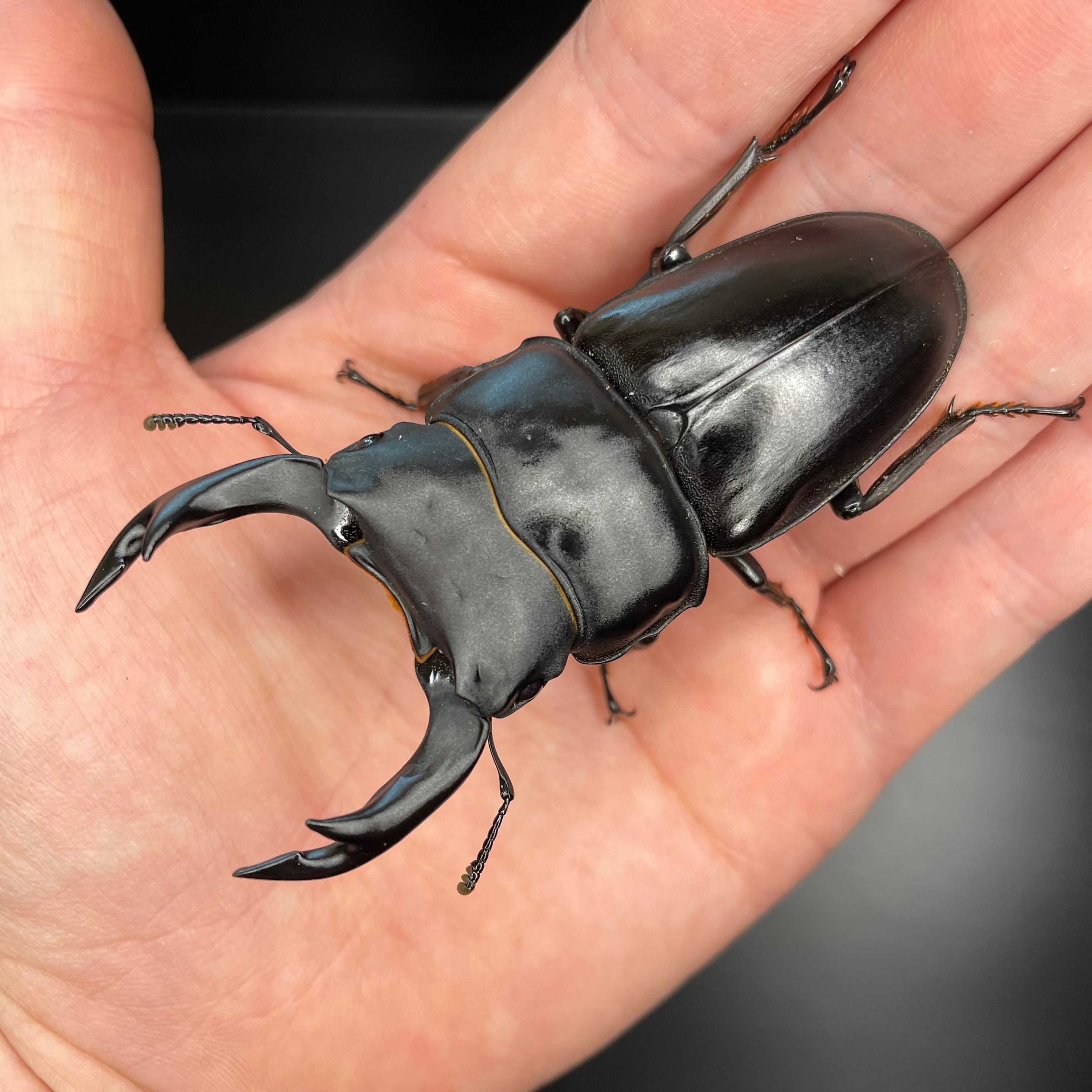 対馬産 オオクワガタ WF1 71ミリ 標本 【公式通販】