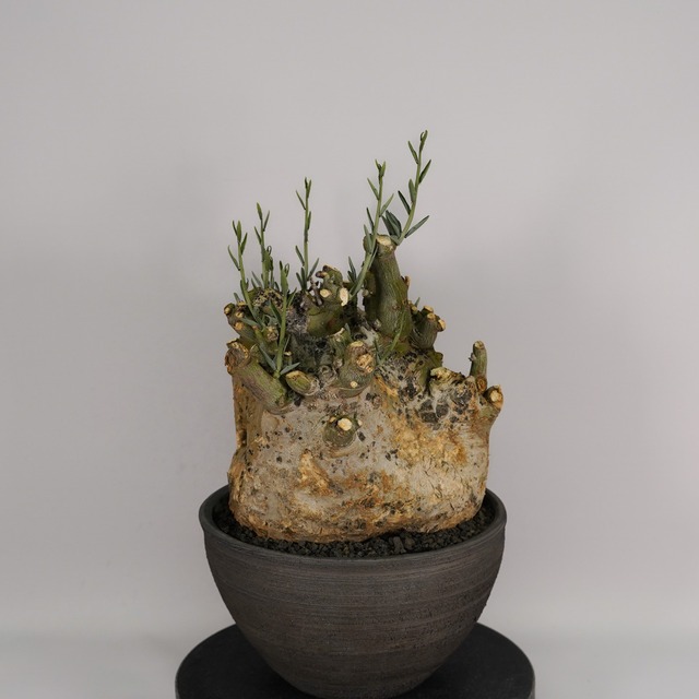 F41 アデニア ペチュエリー Adenia pechuelii ナミビア産 発根済み 現地球