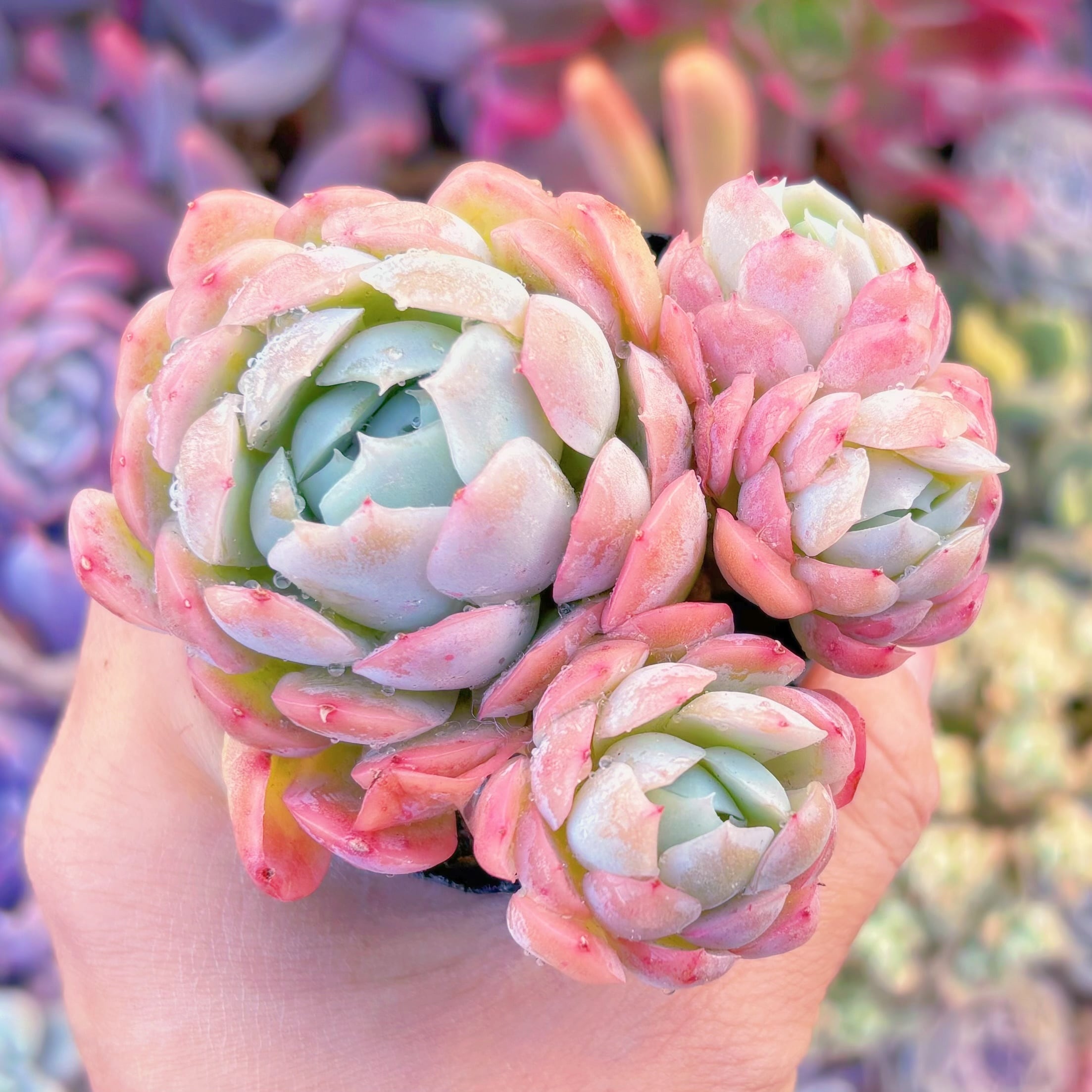 現品　クリームベリー#722　るる農園