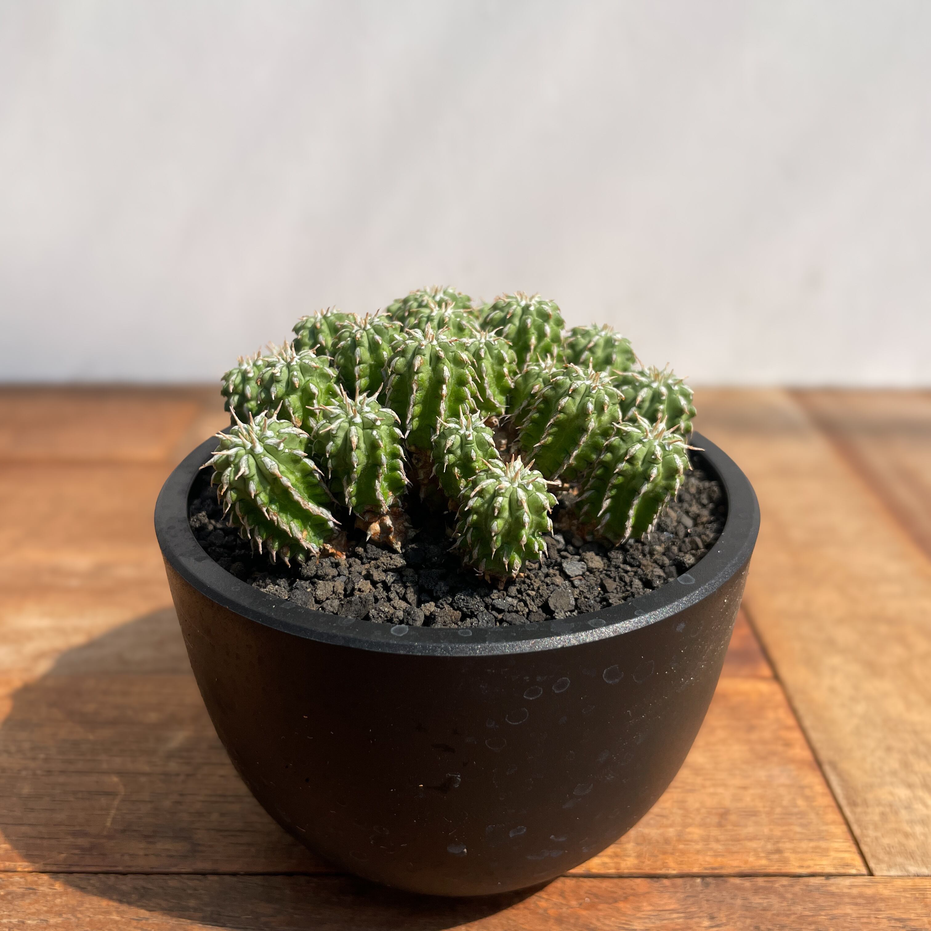 valiem L＆ユーフォルビアリグノーサ valiem L＆ユーフォルビアリグノーサ - メルカリ