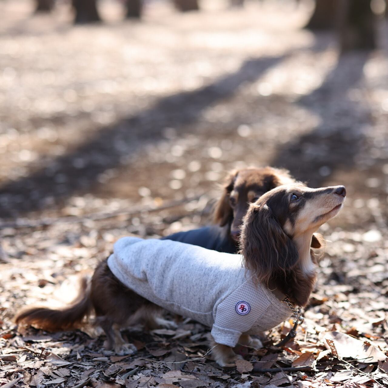 ラグラントレーナー | カニンヘンダックスとミニチュアダックス専門の