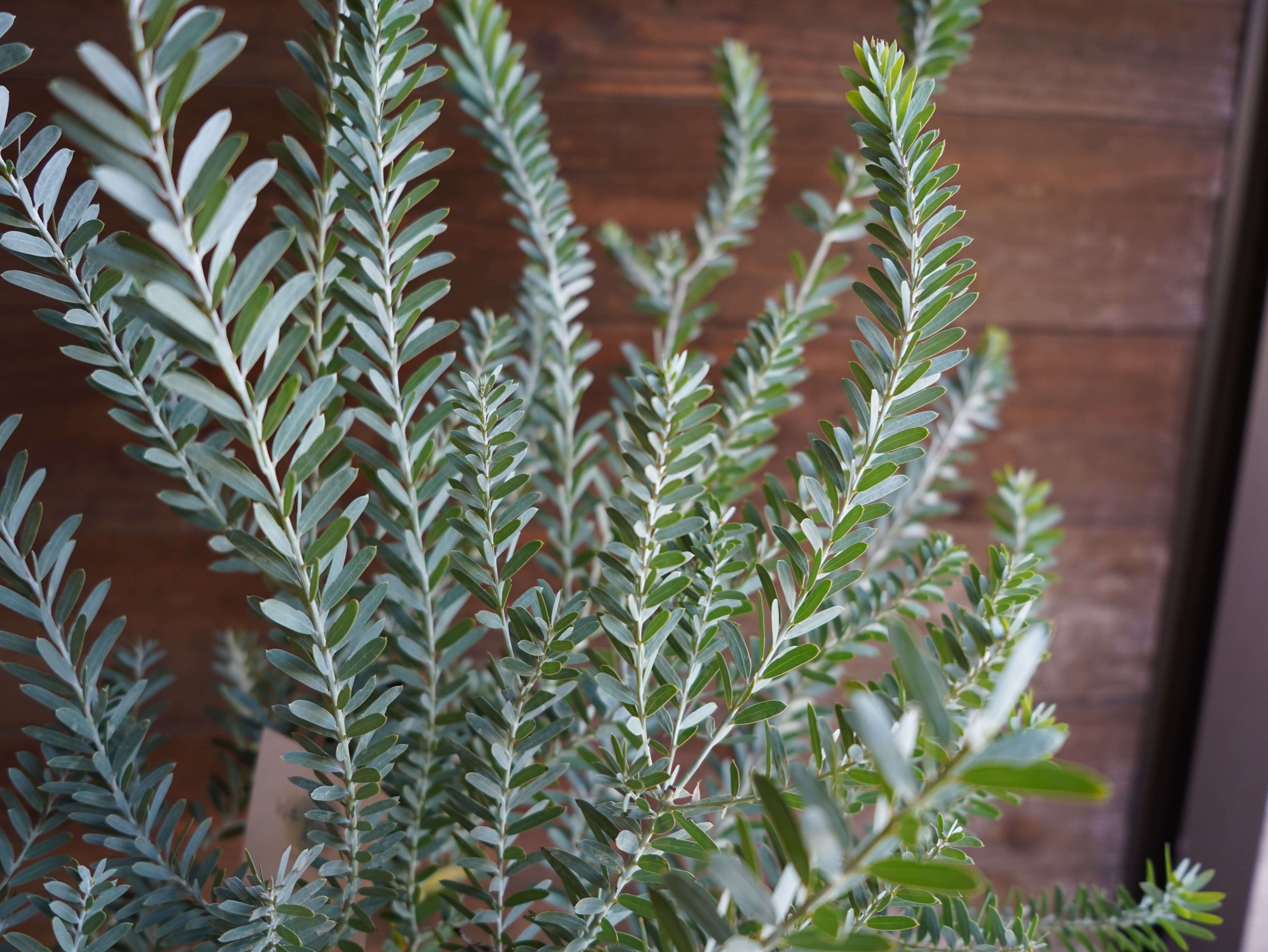 【現物】アカシア　”ブルーブッシュ”　C