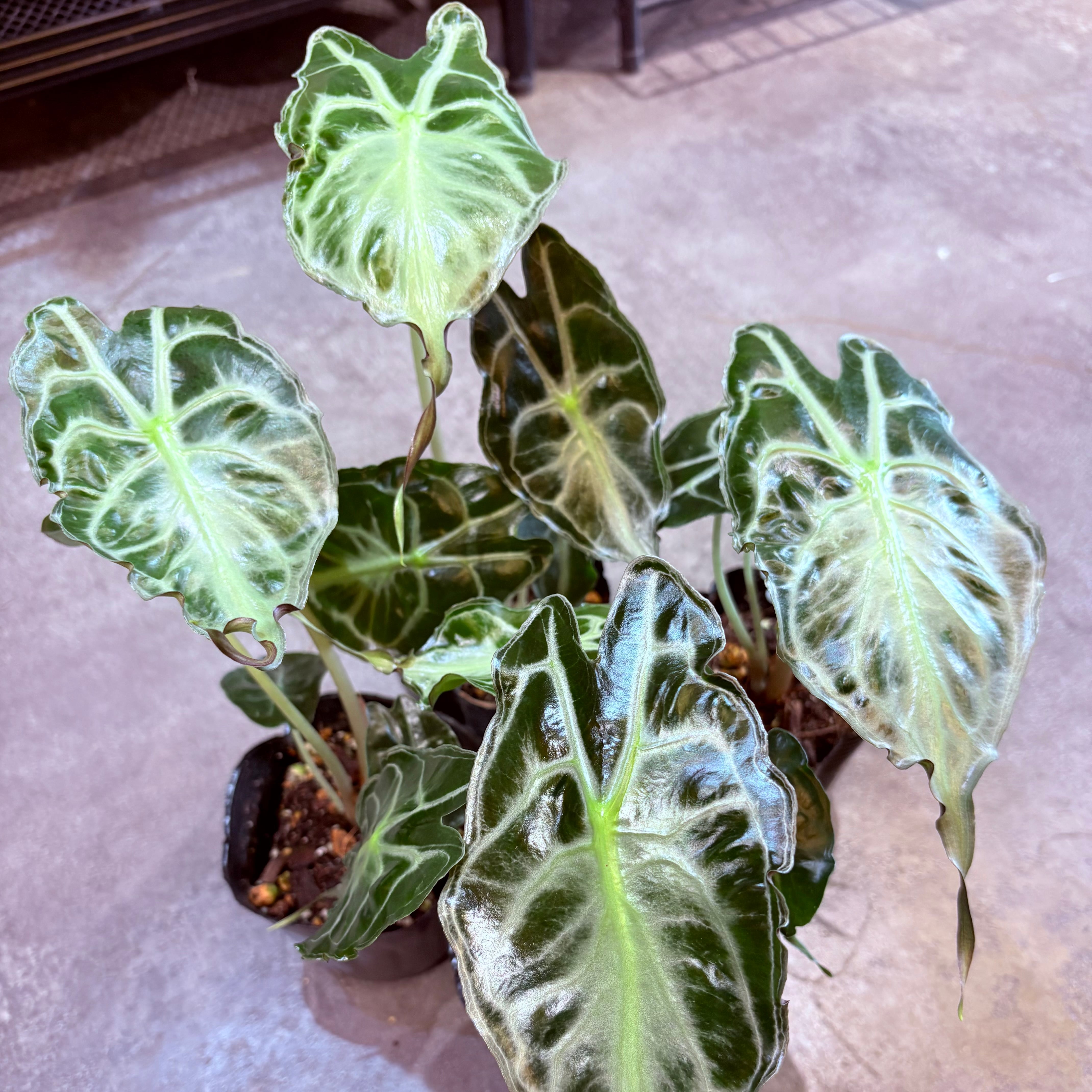 アロカシア ヴェノム 3.5号 | Green Vibes 宇都宮市の観葉植物専門店