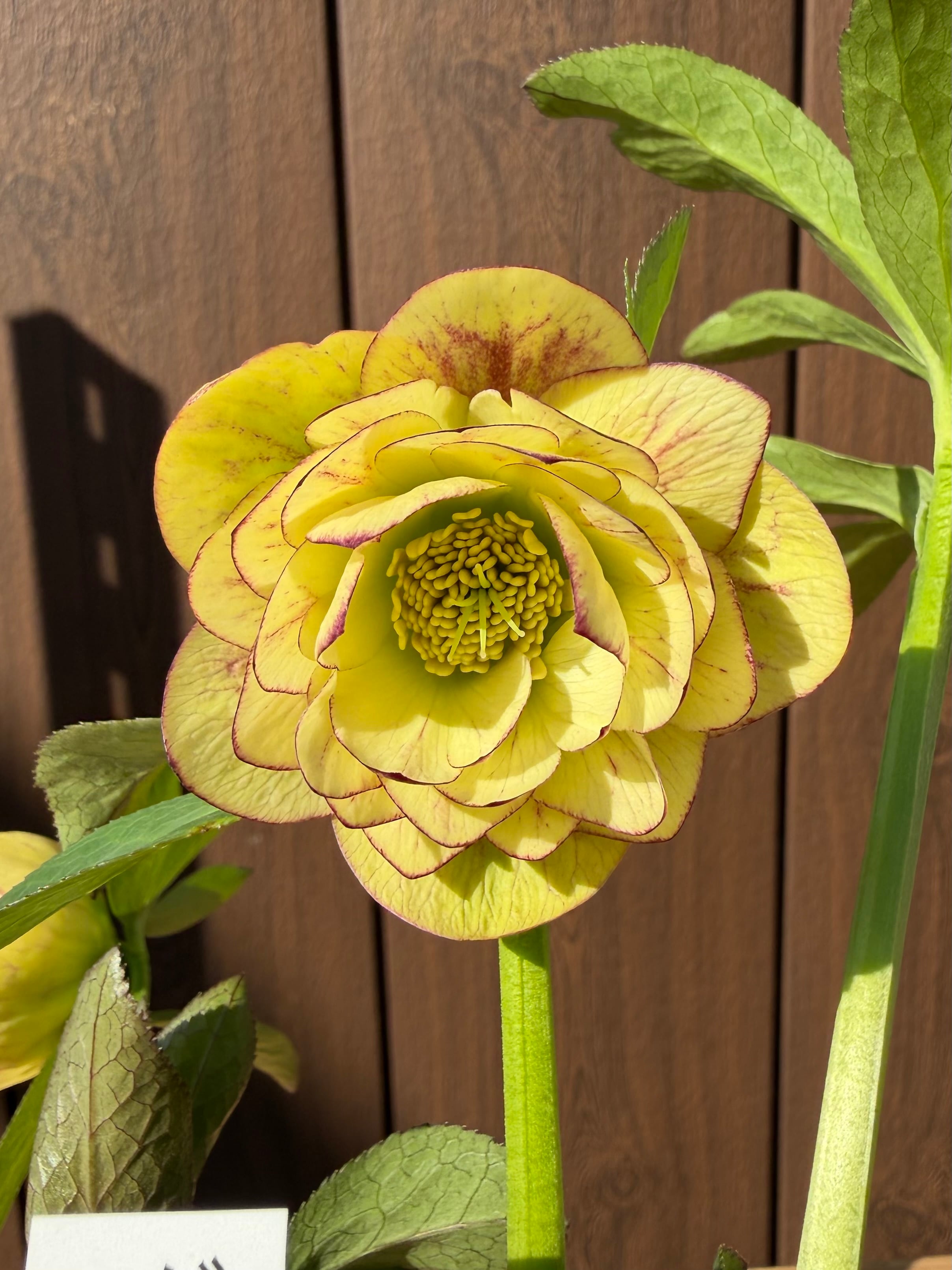 グロッシーカラー☆イエロープリマ系 加藤農園 クリスマスローズ