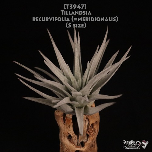 【送料無料】recurvifolia (=meridionalis) S〔エアプランツ〕現品発送T3947