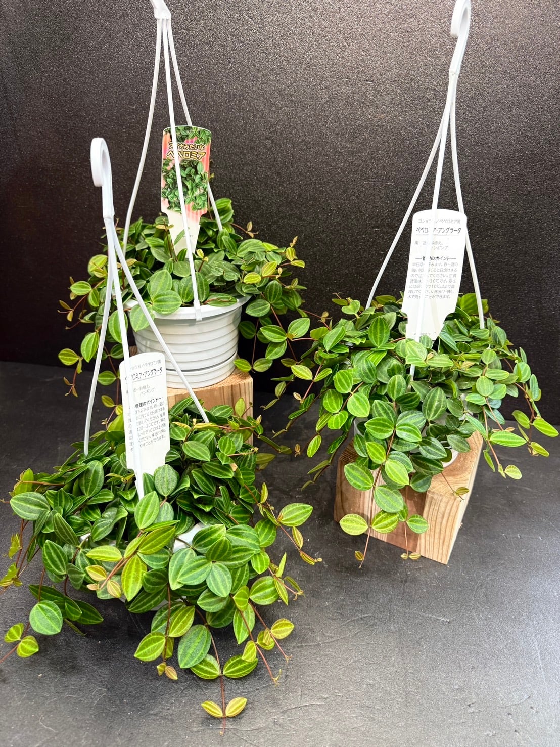 アグラ―タ ペペロミア 観葉植物 4号ハンギング かわいい 人気 | 観葉