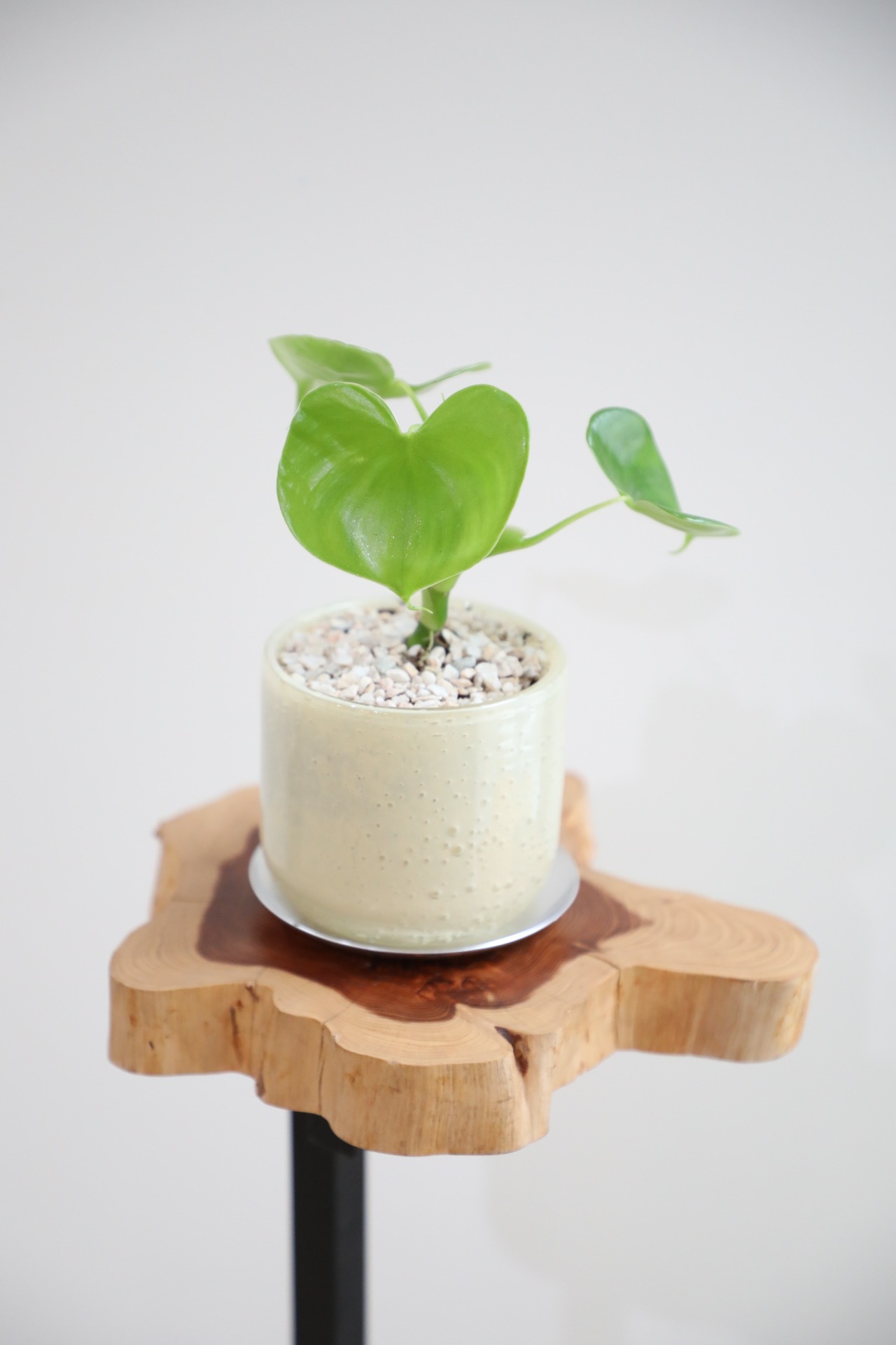 【S】ハートフィロデンドロン/Philodendron 　※ガラスポット付き