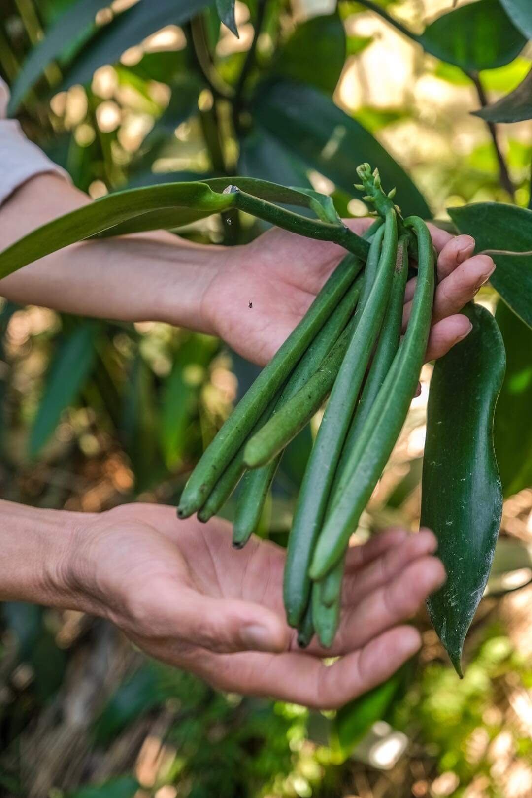 BonBon Vanilla】台湾産オーガニックバニラビーンズ Aグレード・お買得