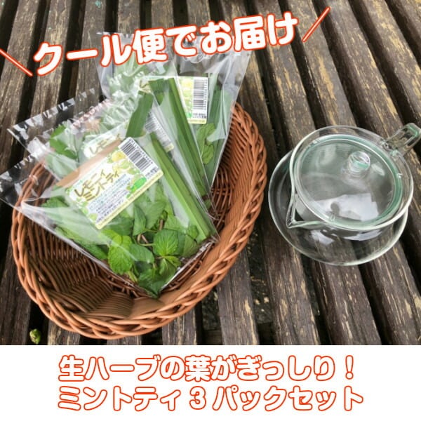 ハーブ 食用 フレッシュハーブティー 5パックセット | ハーブ苗の