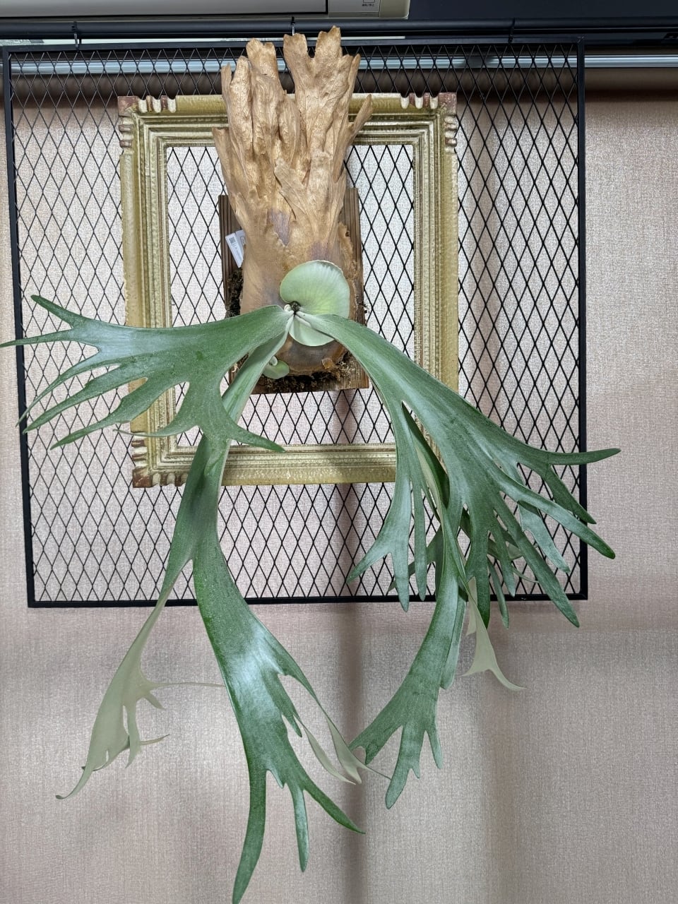 ぼくなりのビカクシダ オンラインショップ