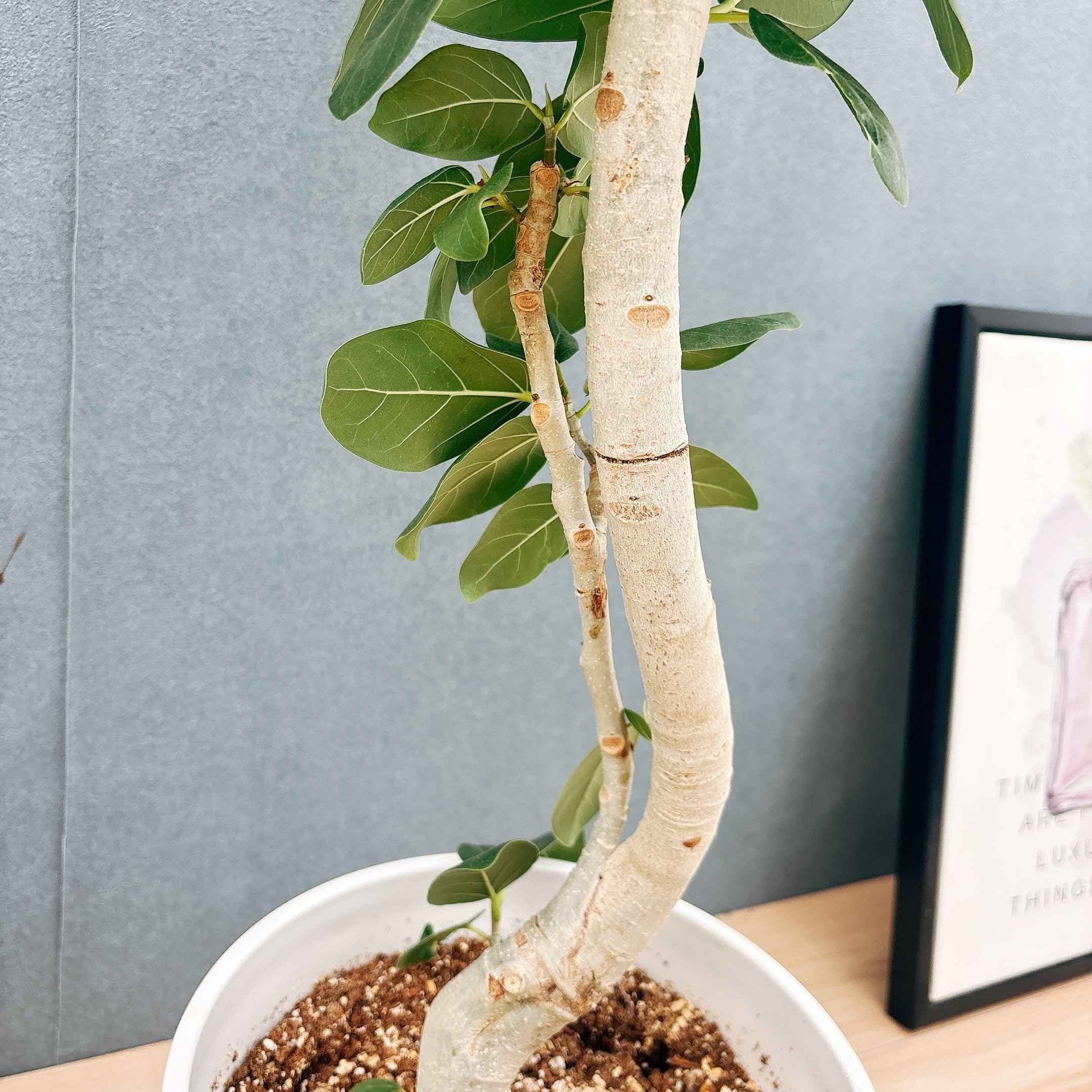 ［現品］15番　フィカス　ベンガレンシス　曲がり 8号　観葉植物　室内　大型 現品］G フィカス ベンガレンシス 曲がり 8号 観葉植物 室内 大型 ゴム