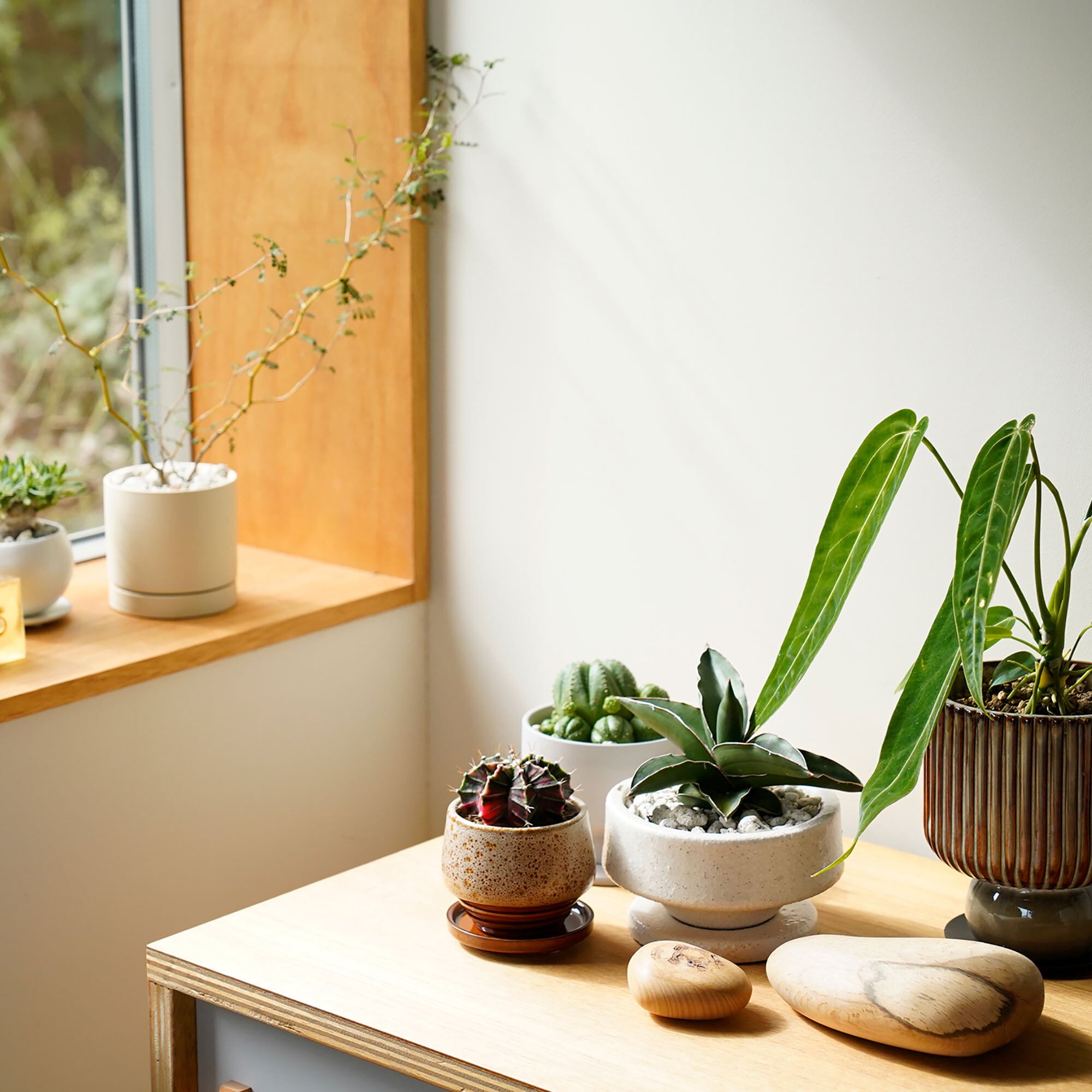 サンセベリア サムライドワーフ | AYANAS（アヤナス）｜観葉植物の