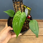 【抽選販売】【限定価格】モンステラ　デビルモンスター　支柱仕立て（限定1）