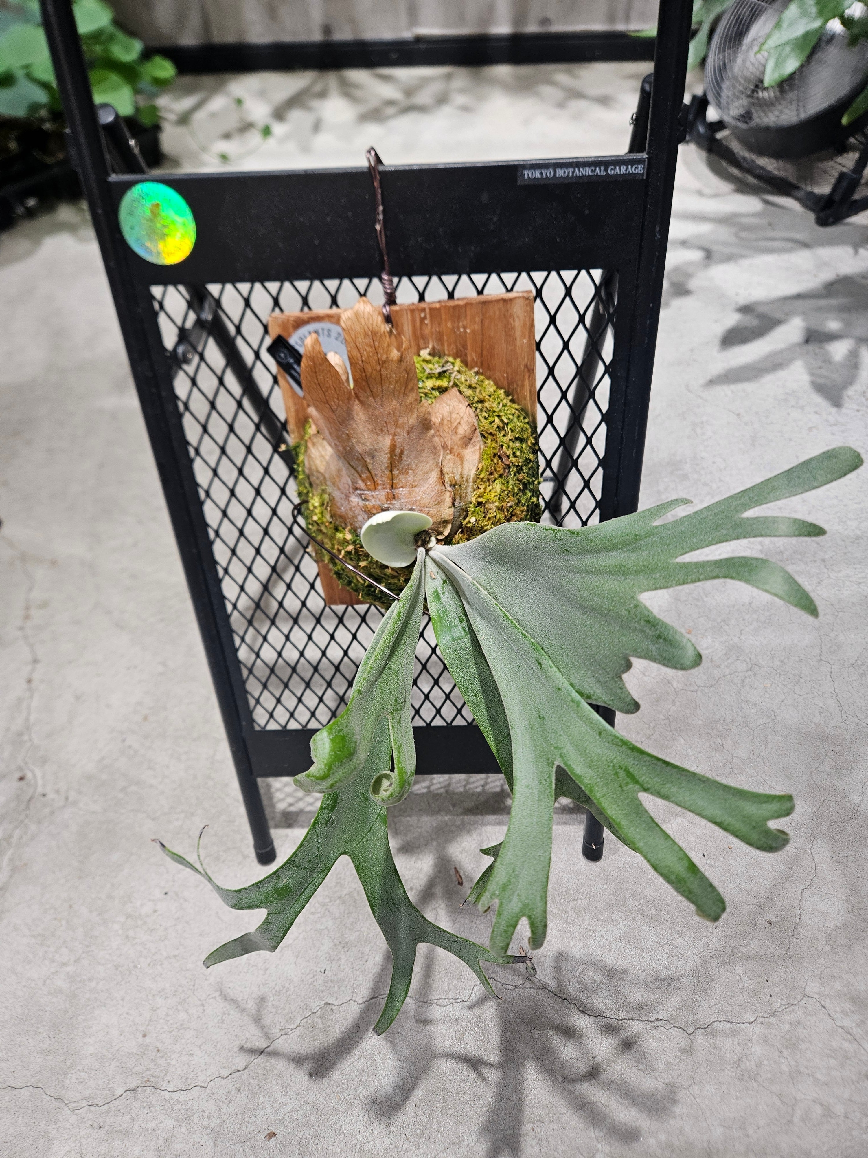 P.YAL Sporelings Select Pup【artPLANTs/PLANTS GARAGE 】Platycerium