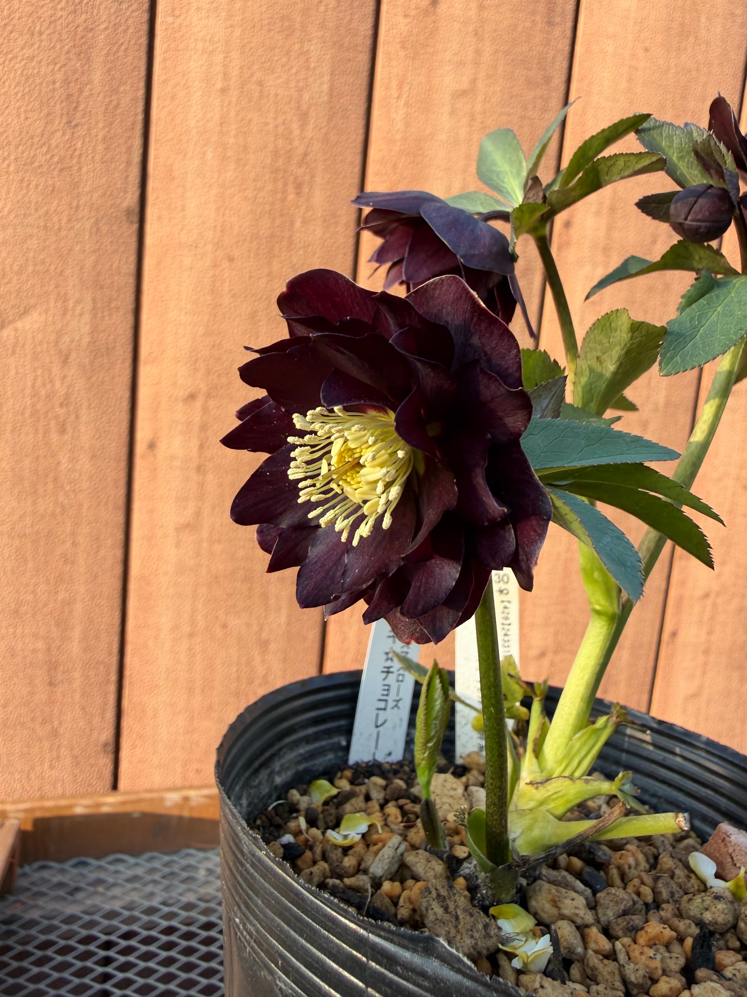 キラメキ☆チョコレート 加藤農園 クリスマスローズ【Ka108】送料無料