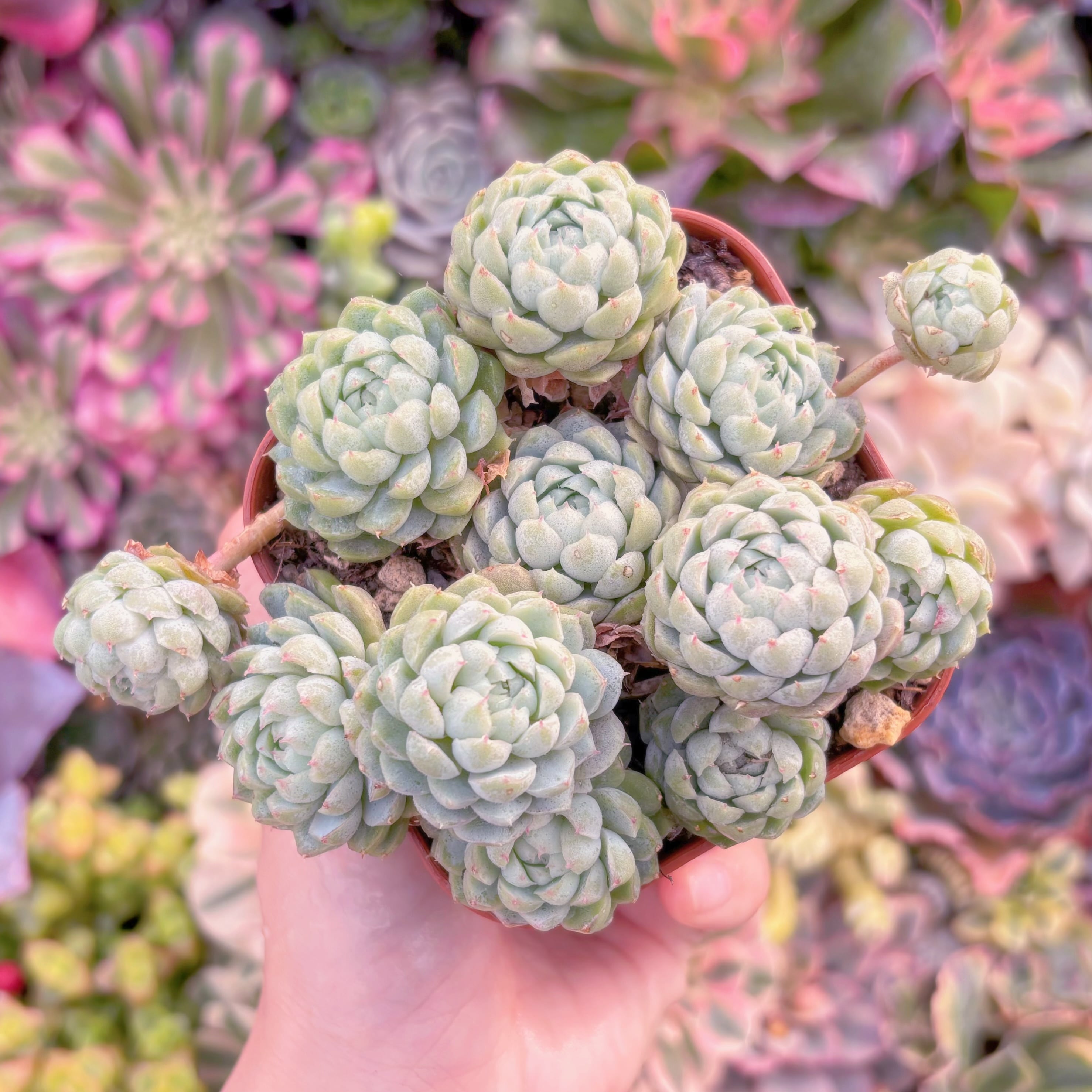 現品　ハチミツボール#919　新入荷　るる農園