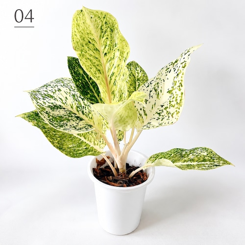 アグラオネマ 観葉植物 calm cafe