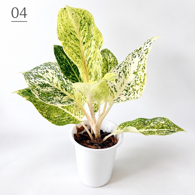 希少 アグラオネマ オースピシャスレッド 観葉植物 calm cafe