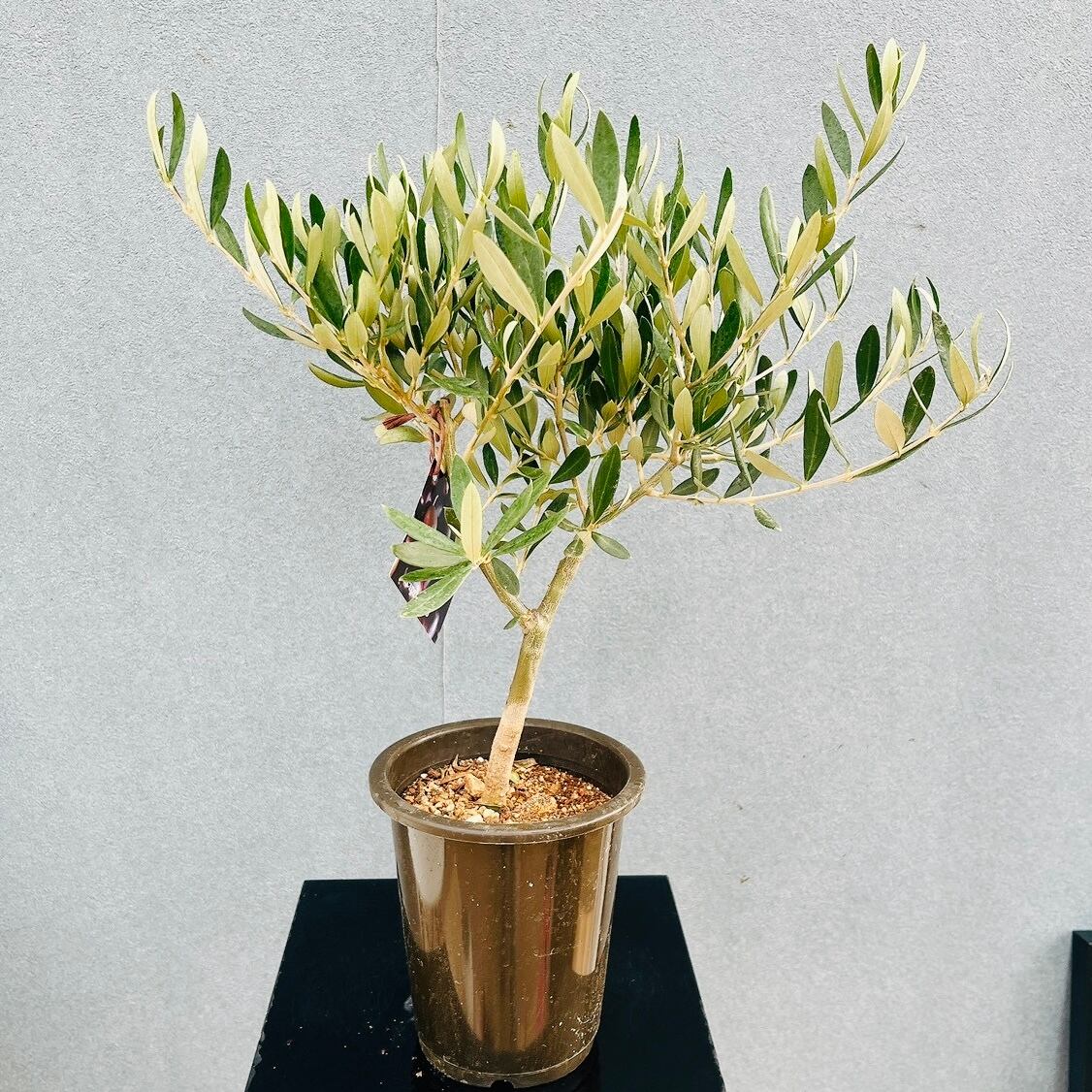現品］【希少】F フィカス アフリカンプリンス 8号 観葉植物 室内 大型