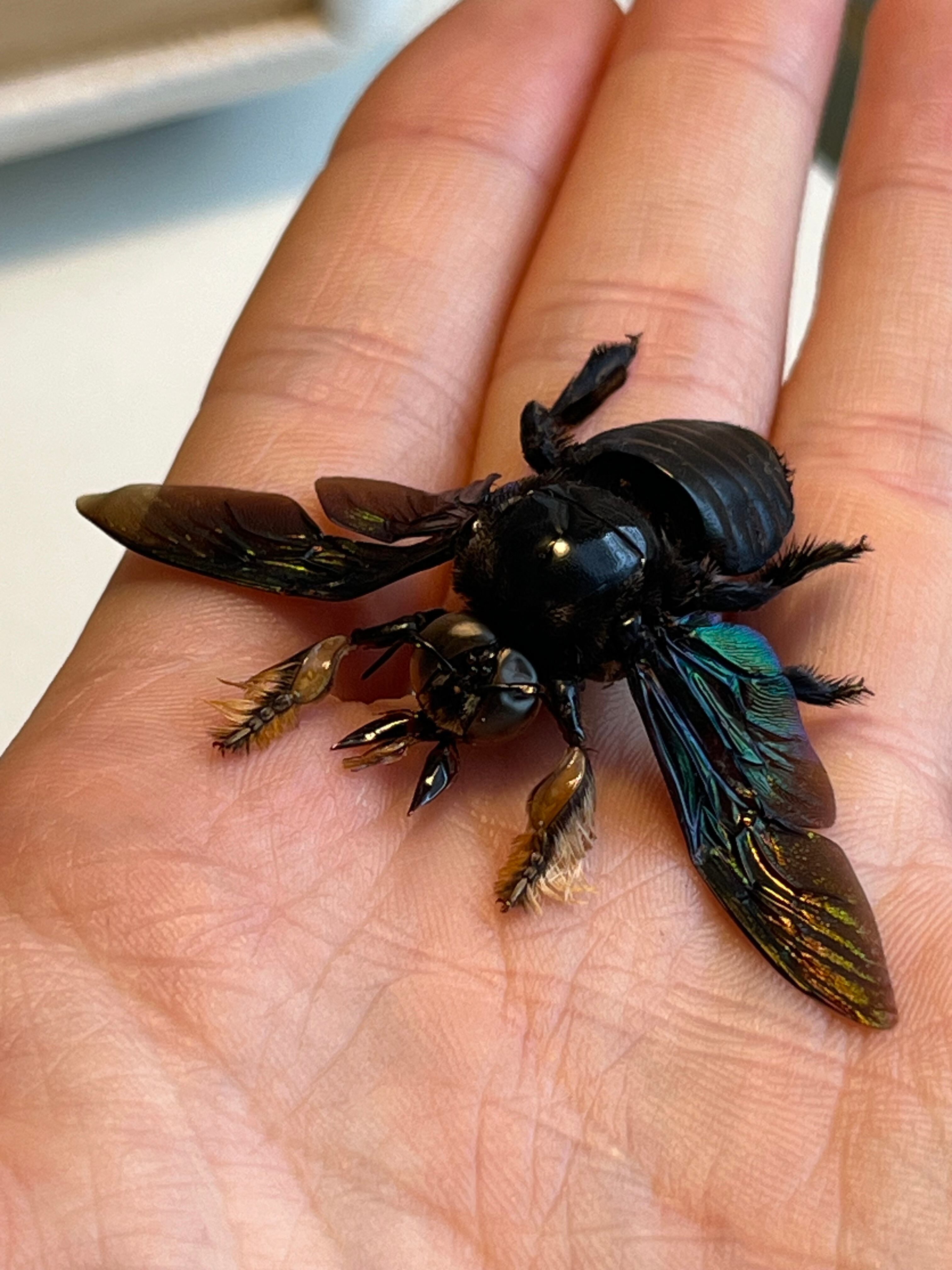 31mm♂】黒いクマバチ Xylocopa latipes タランチュラホーク雀蜂ハチ