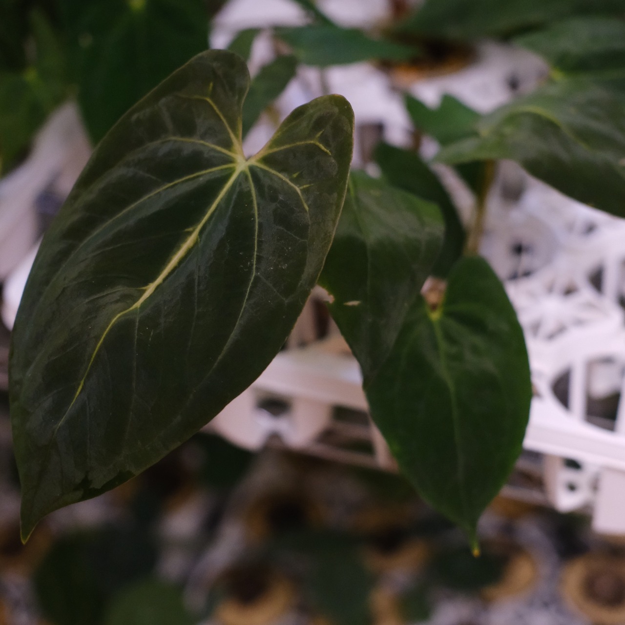 アンスリウム エース オブ スペード(AOS) × パピリラミナム(FS)④/ Anthurium Ace of spades × Papillilaminum / 観葉植物