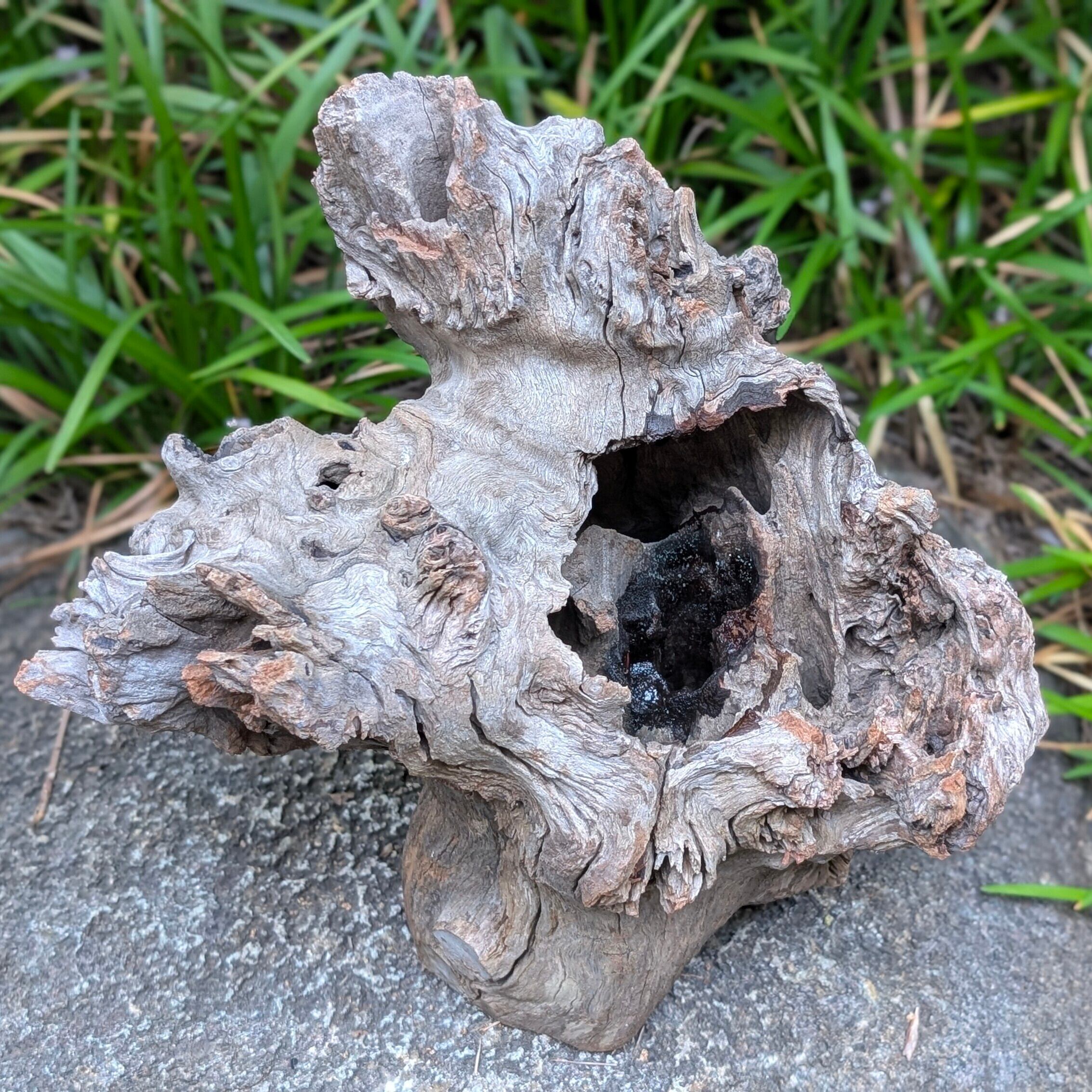 プレミアムスタンプウッド【PSW004】流木 アクアリウム ビバリウム 水槽 プレミアムスタンプウッド【PSW004】流木 水槽 アクアリウム