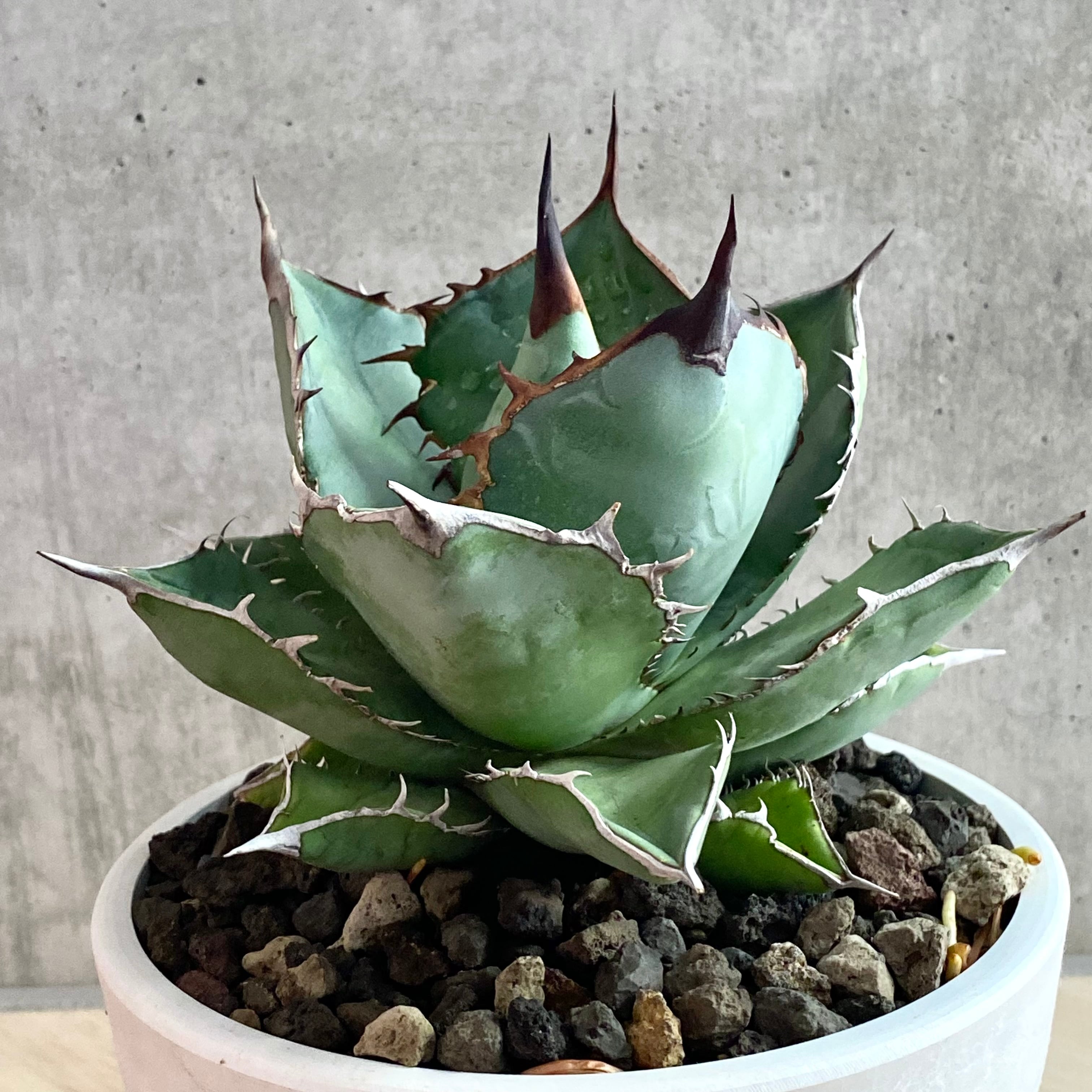 agave titanota panda/アガベ チタノタ パンダ【観葉植物】【多肉 ...