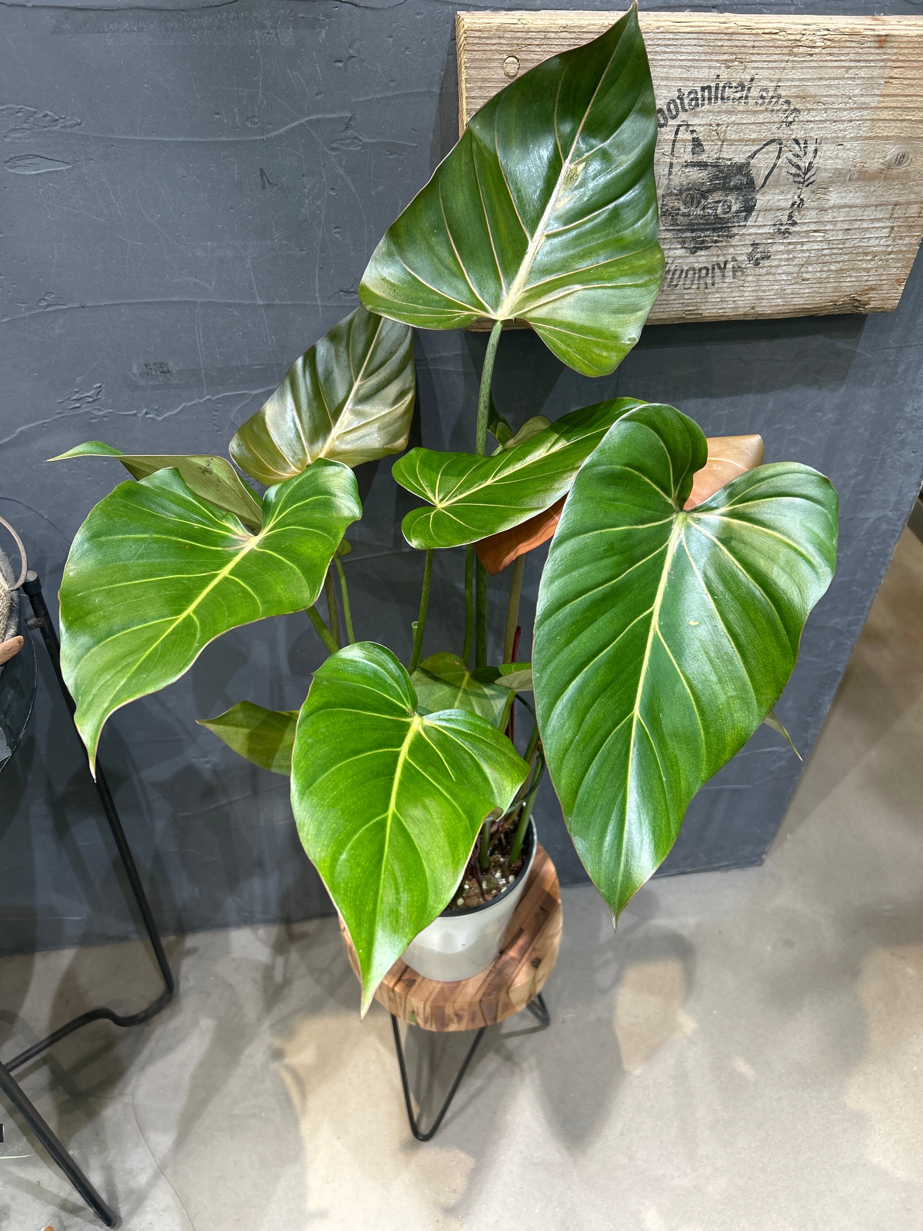 B フィロデンドロン キャラメルマーブル ファイヤータイガー