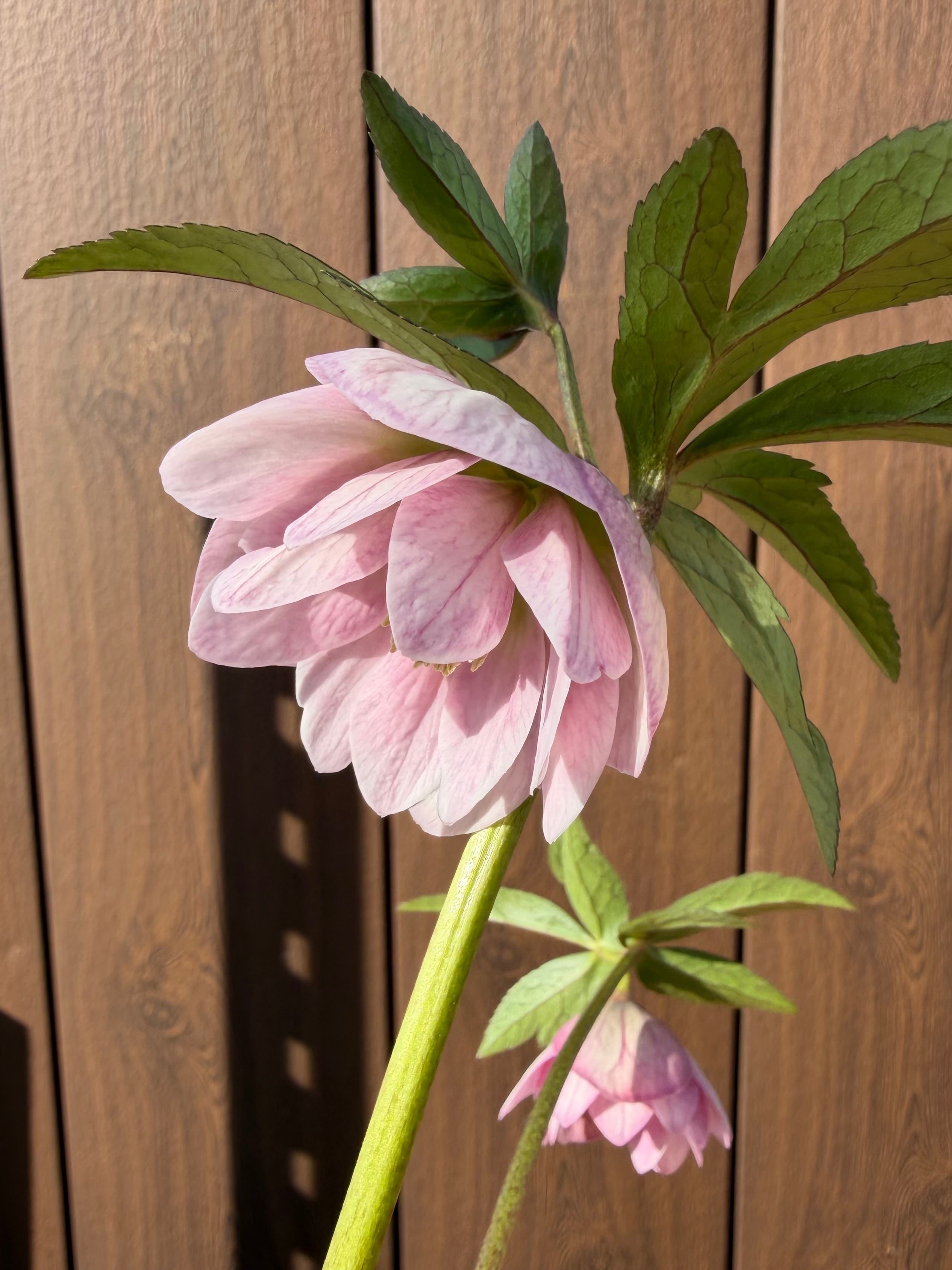 パステ系ピンクグラデdd 後ろ姿美人 大和園 クリスマスローズ【Ya13