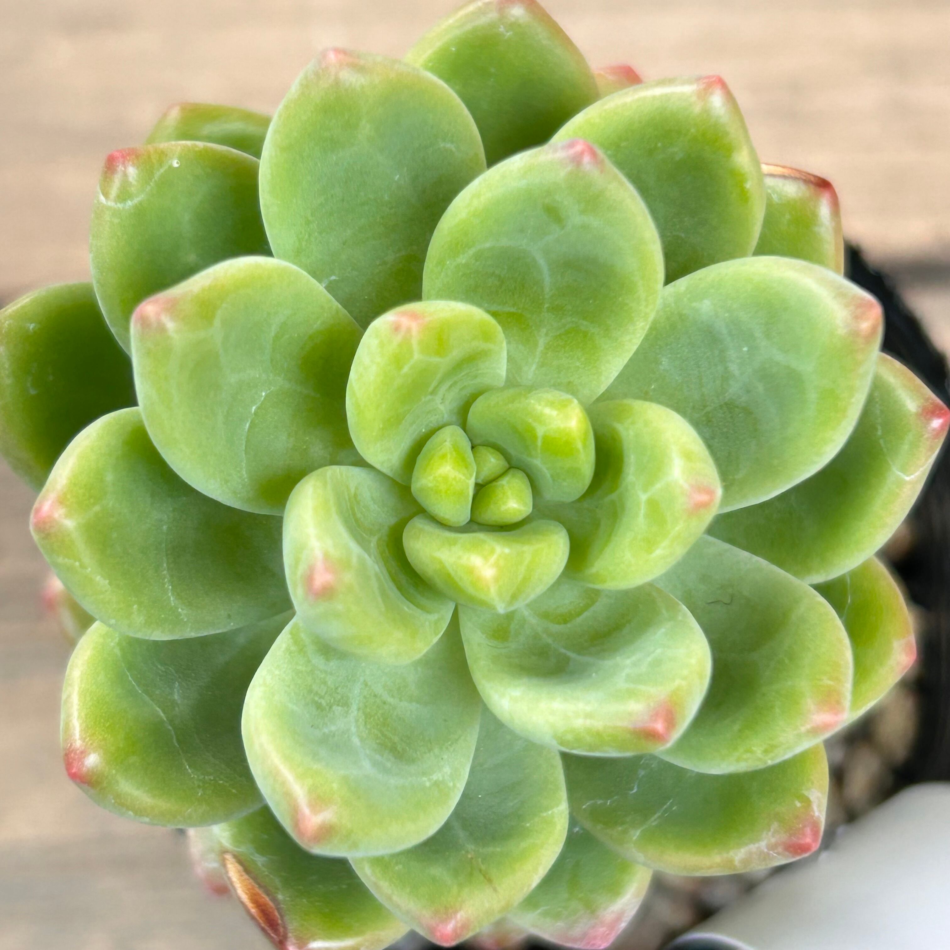 多肉植物 エケベリア シャングリラ A｜花、園芸