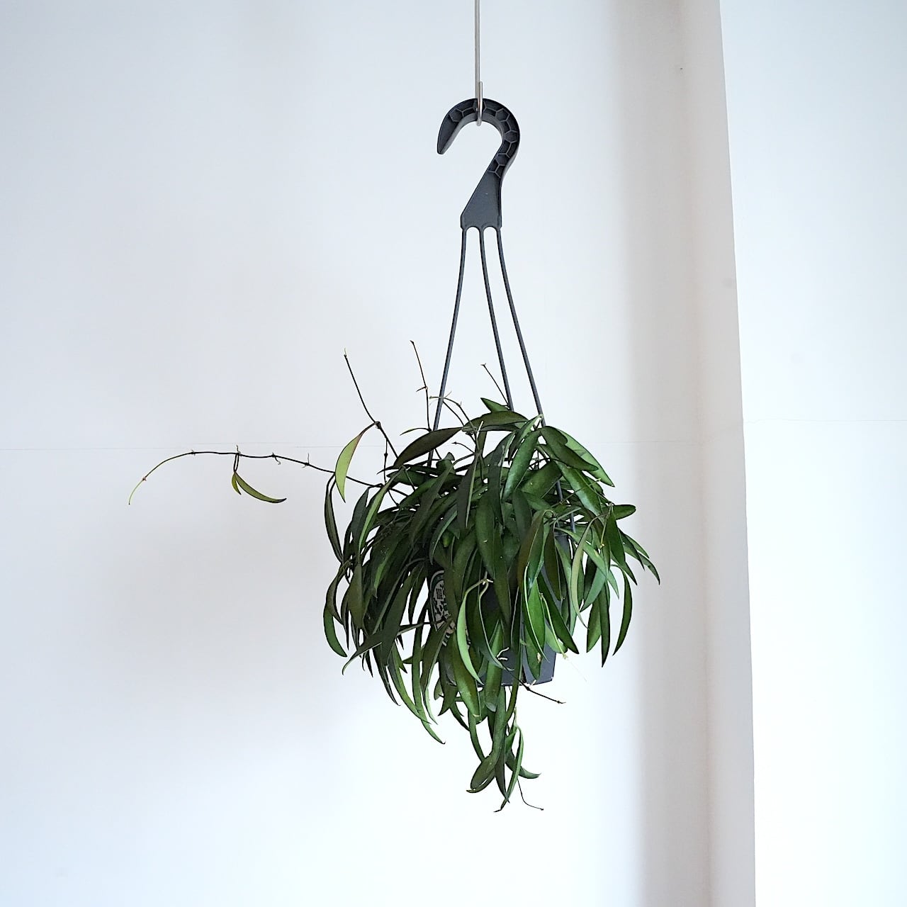 送料込み】ハンギング植物 ホヤ レツーサ 3.5号サイズ プラ吊り鉢