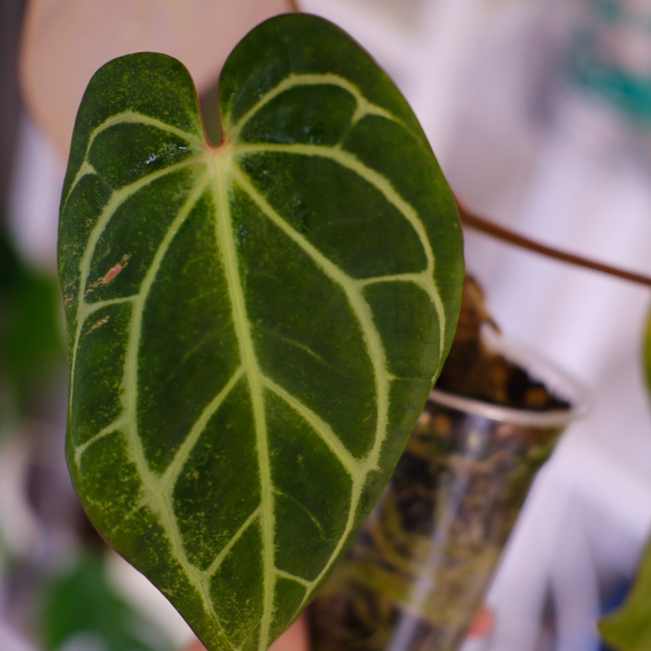 Anthurium Carlablackiae｜アンスリウム カーラブラッキー│観葉植物