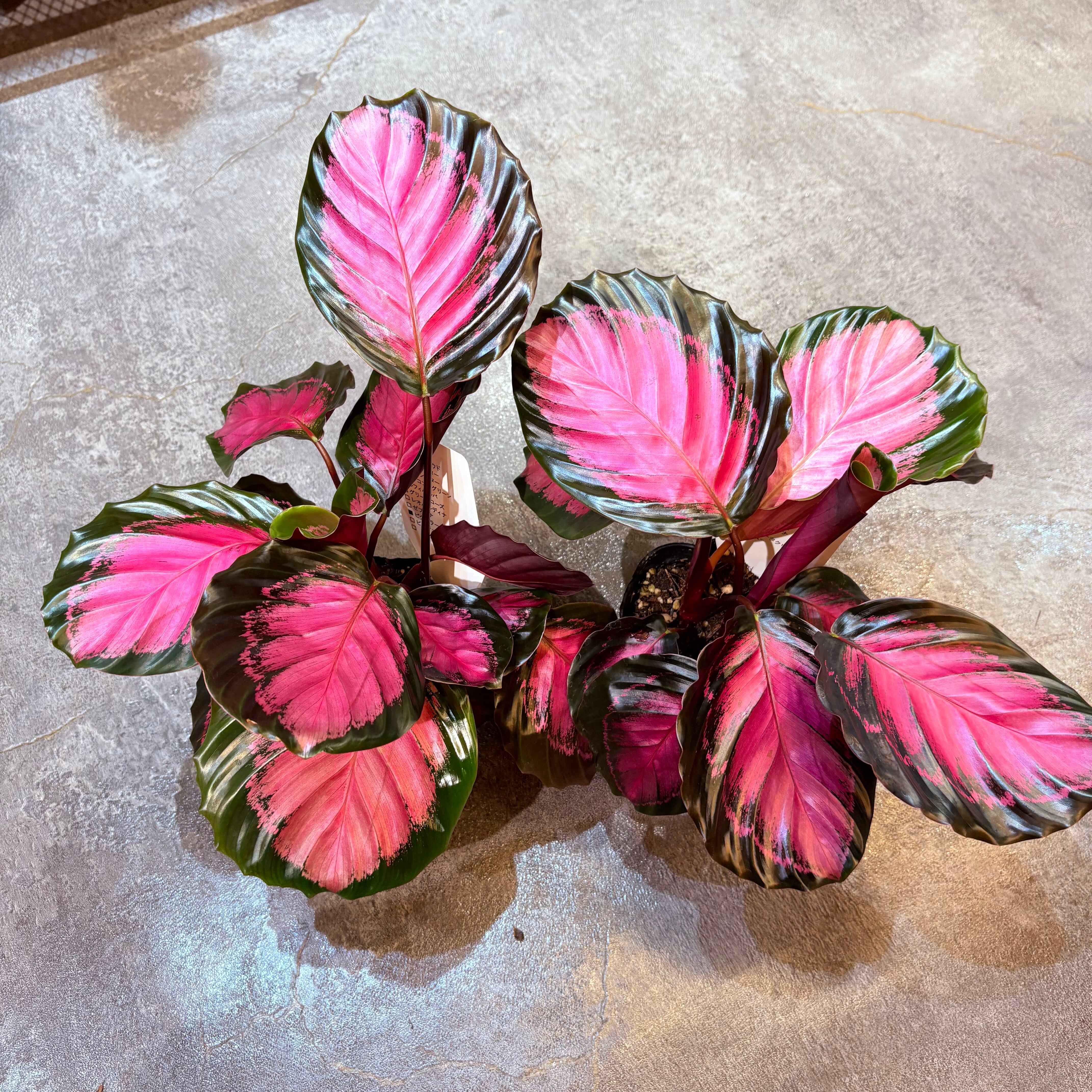 カラテア ピクツラータ クリムソン 3.5号 | Green Vibes 宇都宮市の