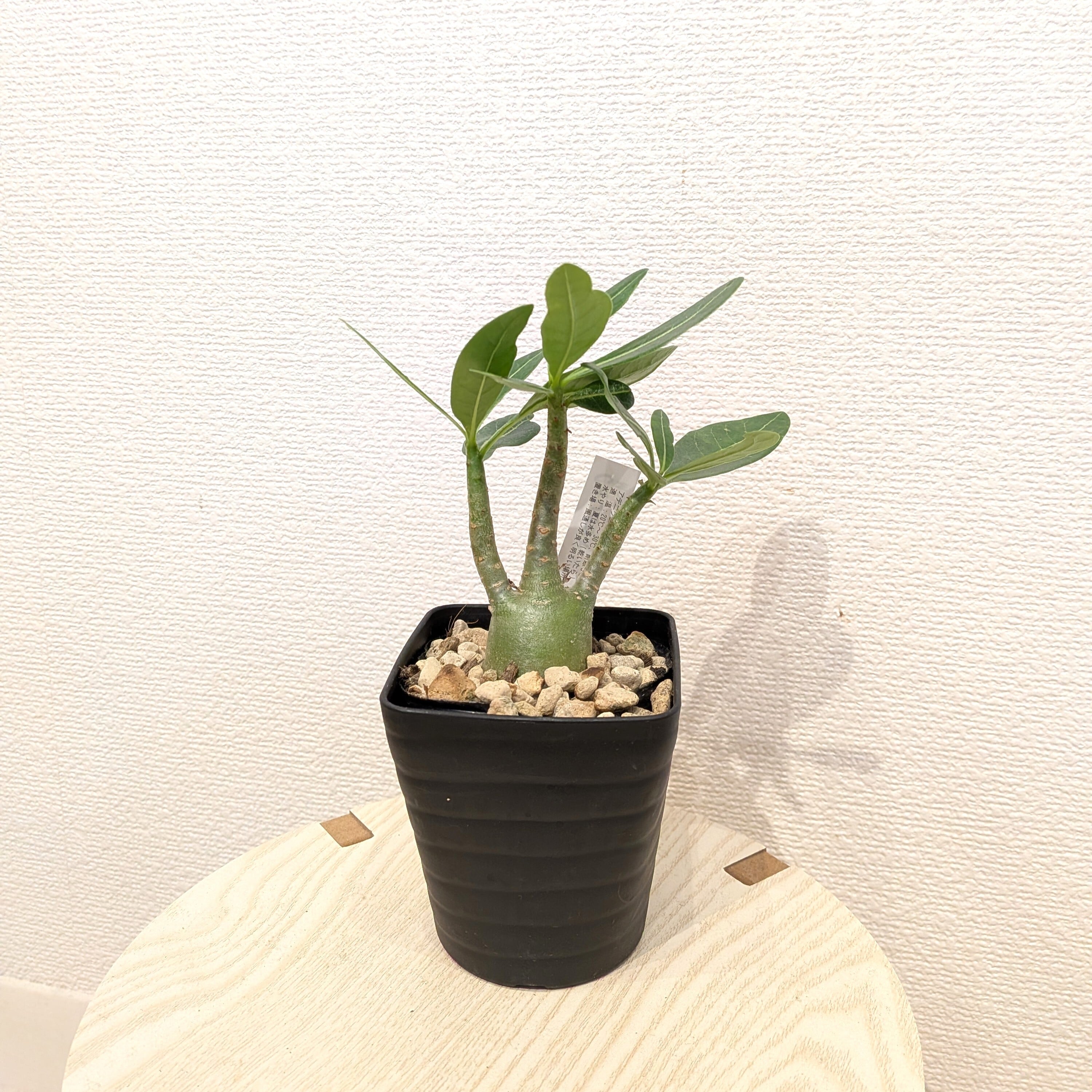 アデニウム・モンスター | PLANTSHUSET