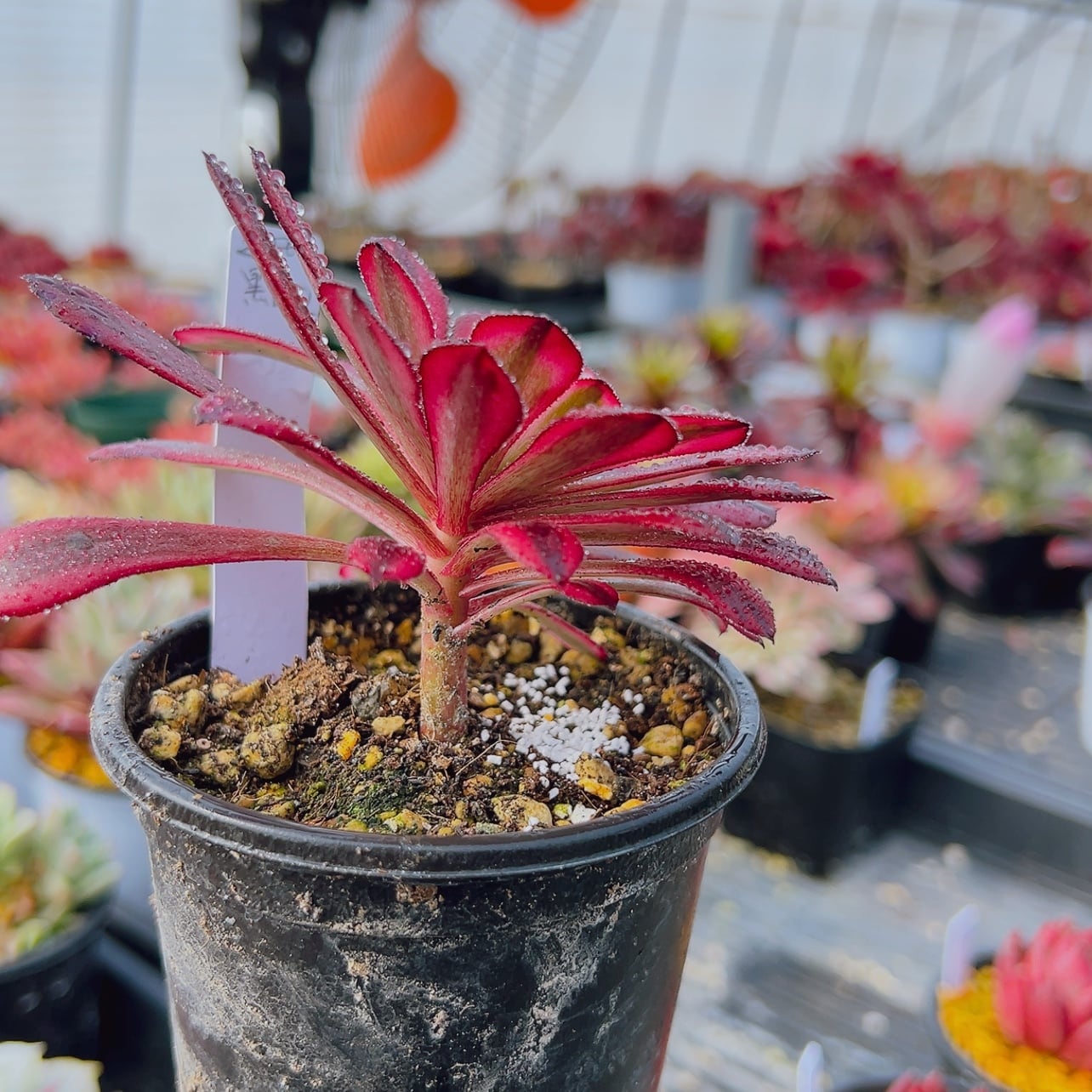 多肉植物アエオニウムヒスイガラス錦超美苗 抜き苗