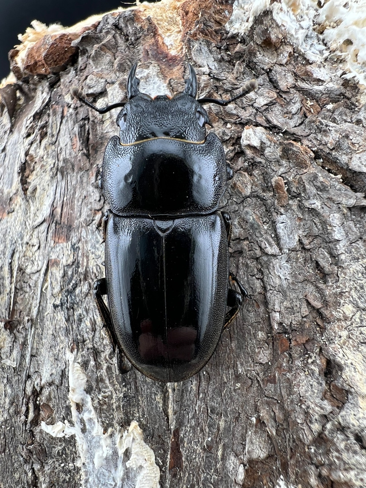 大型《タウネスヒラタ 54mm ペア》りゅう氏委託個体