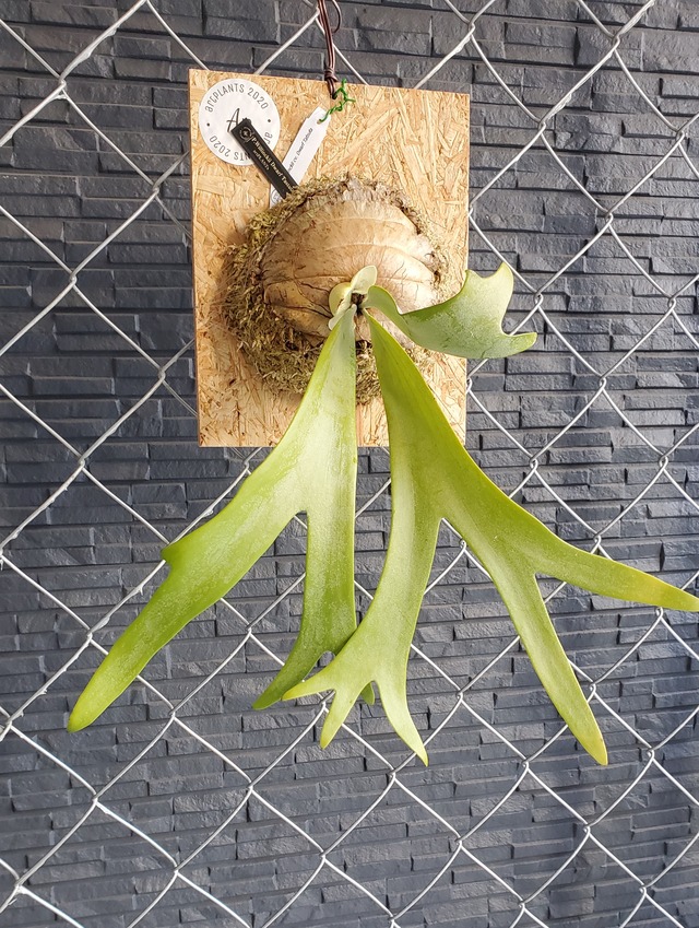 P.Willinckii Dwarf Tatsuta 【artPLANTs】ビカクシダ/Platycerium