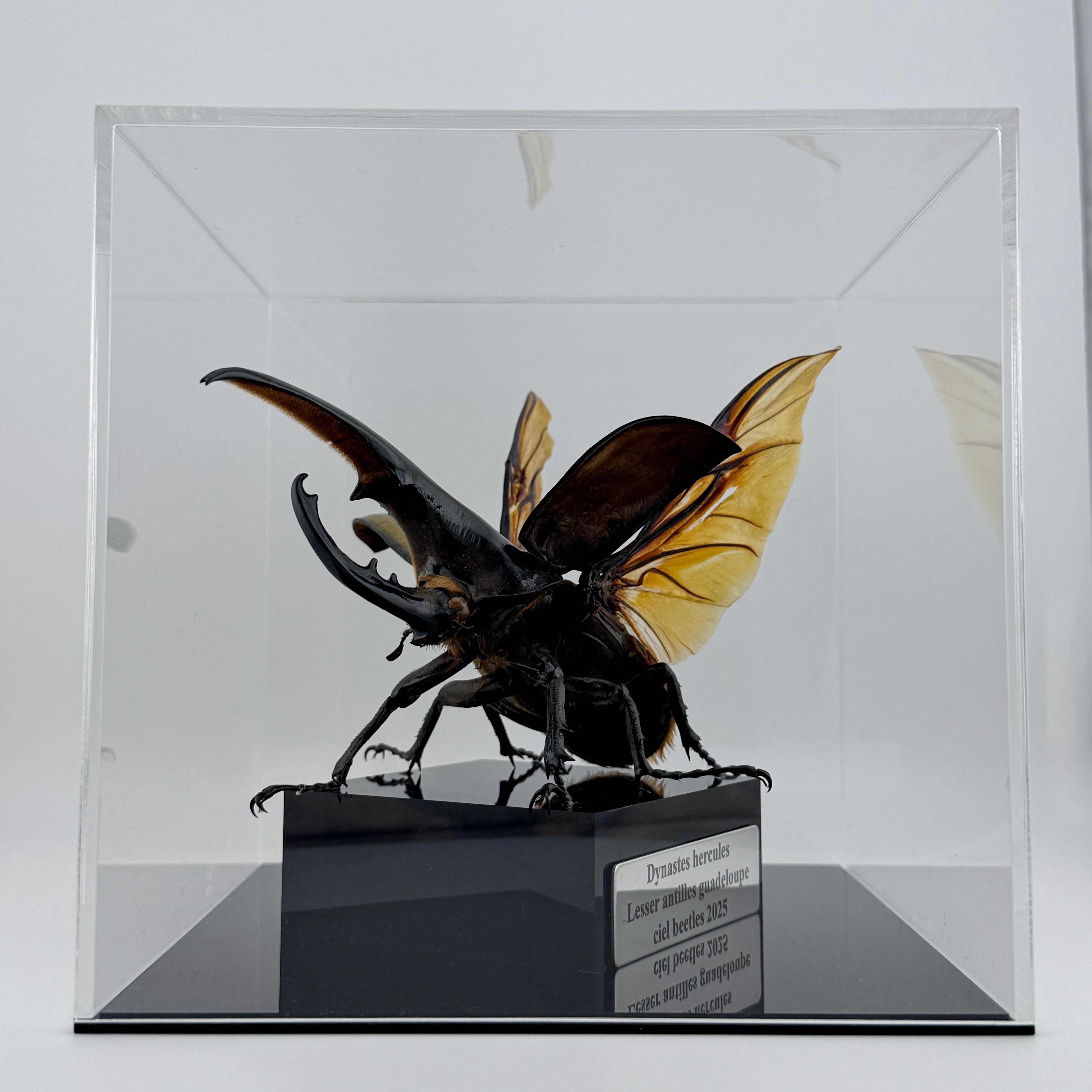 オウゴンオニクワガタ 立体標本 | cielbeetles