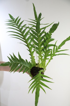 【M】アグラオモルファ コロナンス 苔玉　※ハンギング付き