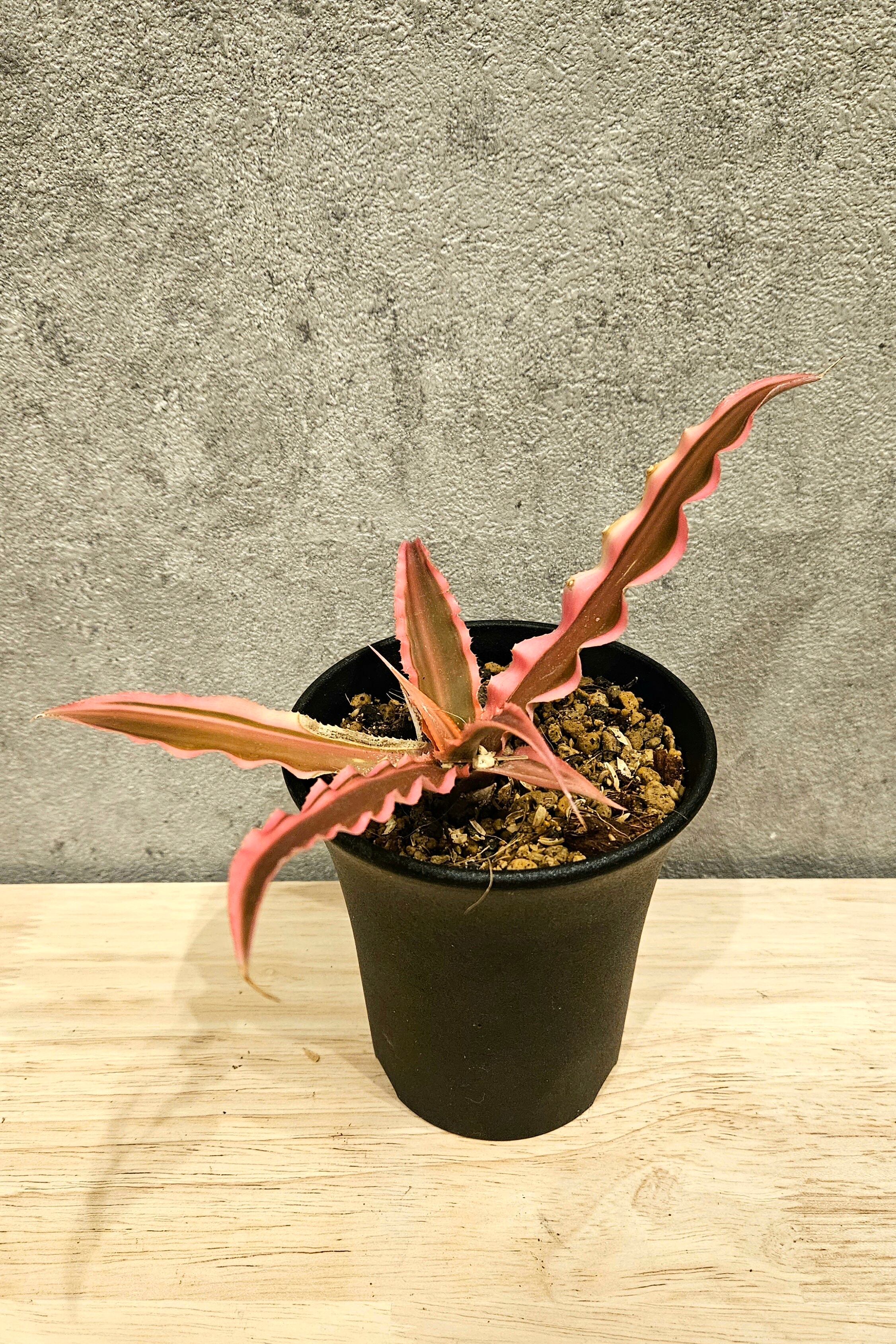 Cryptanthus It【artPLANTs】クリプタンサス/ブロメリア | artPLANTs